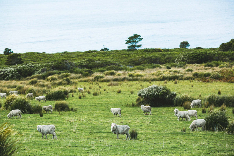 Sheep By The Waves III Photographic Print