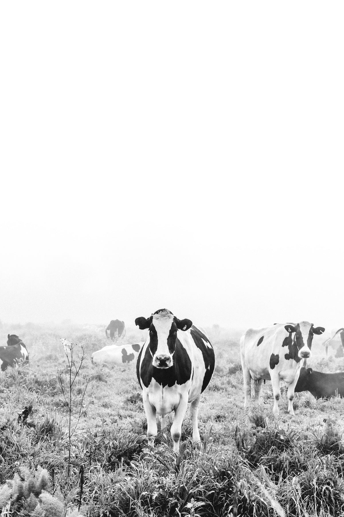 Dolores Dairy Cow Photographic Print - Emily O'Brien