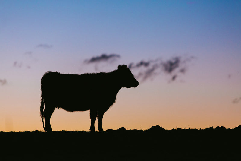 Silhouette Cow Photographic Print - Emily O'Brien