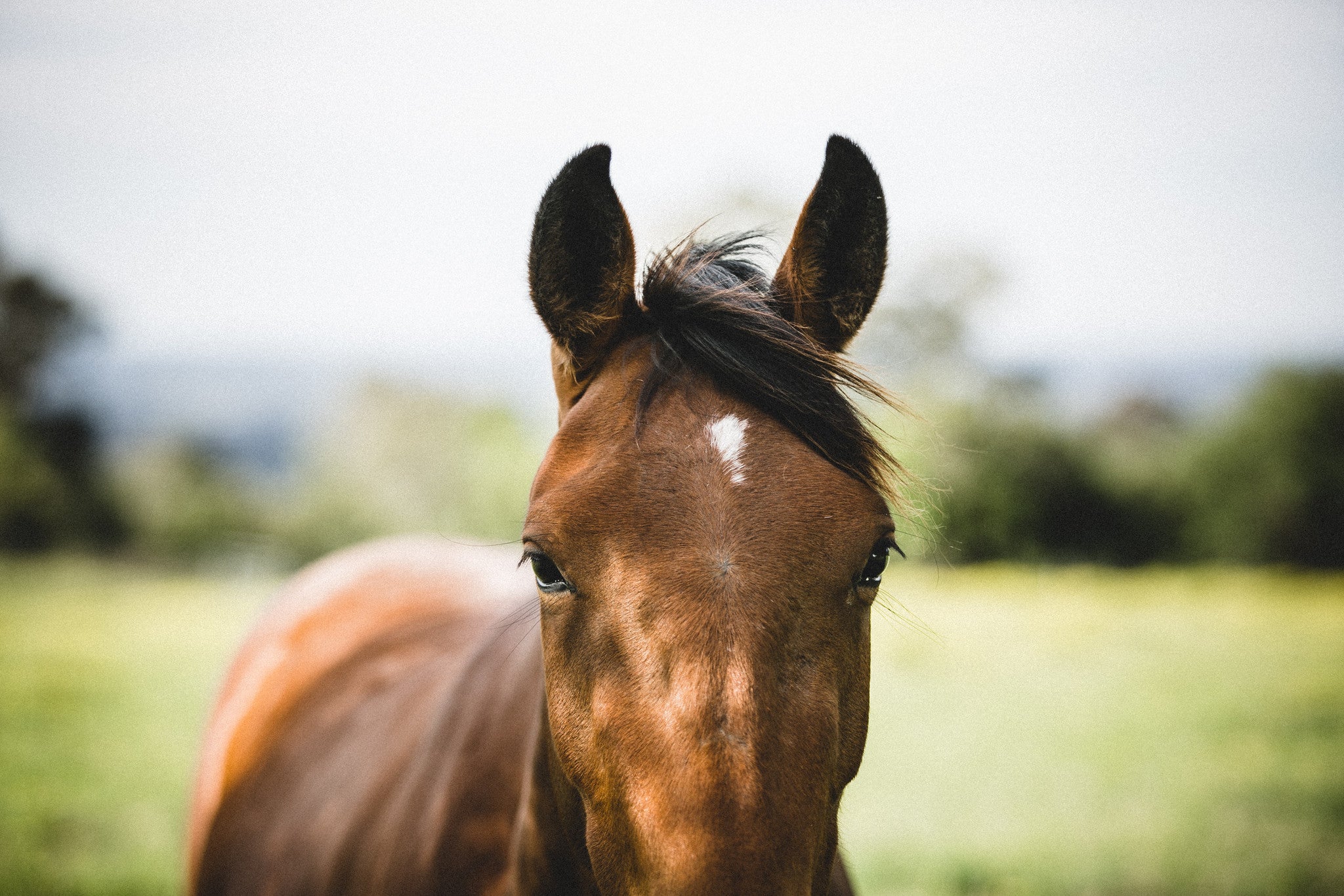 Harlow Horse Colour Photographic Print - Emily O'Brien