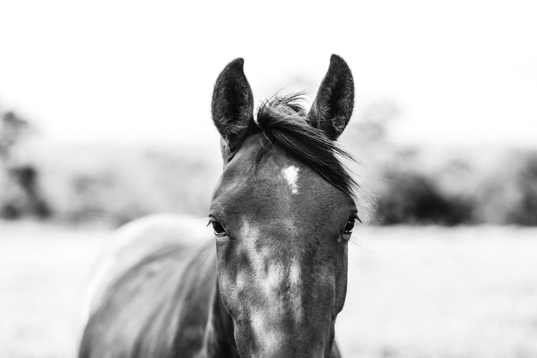 Harlow Horse B+W Photographic Print - Emily O'Brien