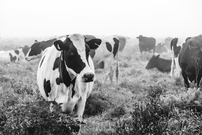 Duchess Dairy Cow Photographic Print - Emily O'Brien