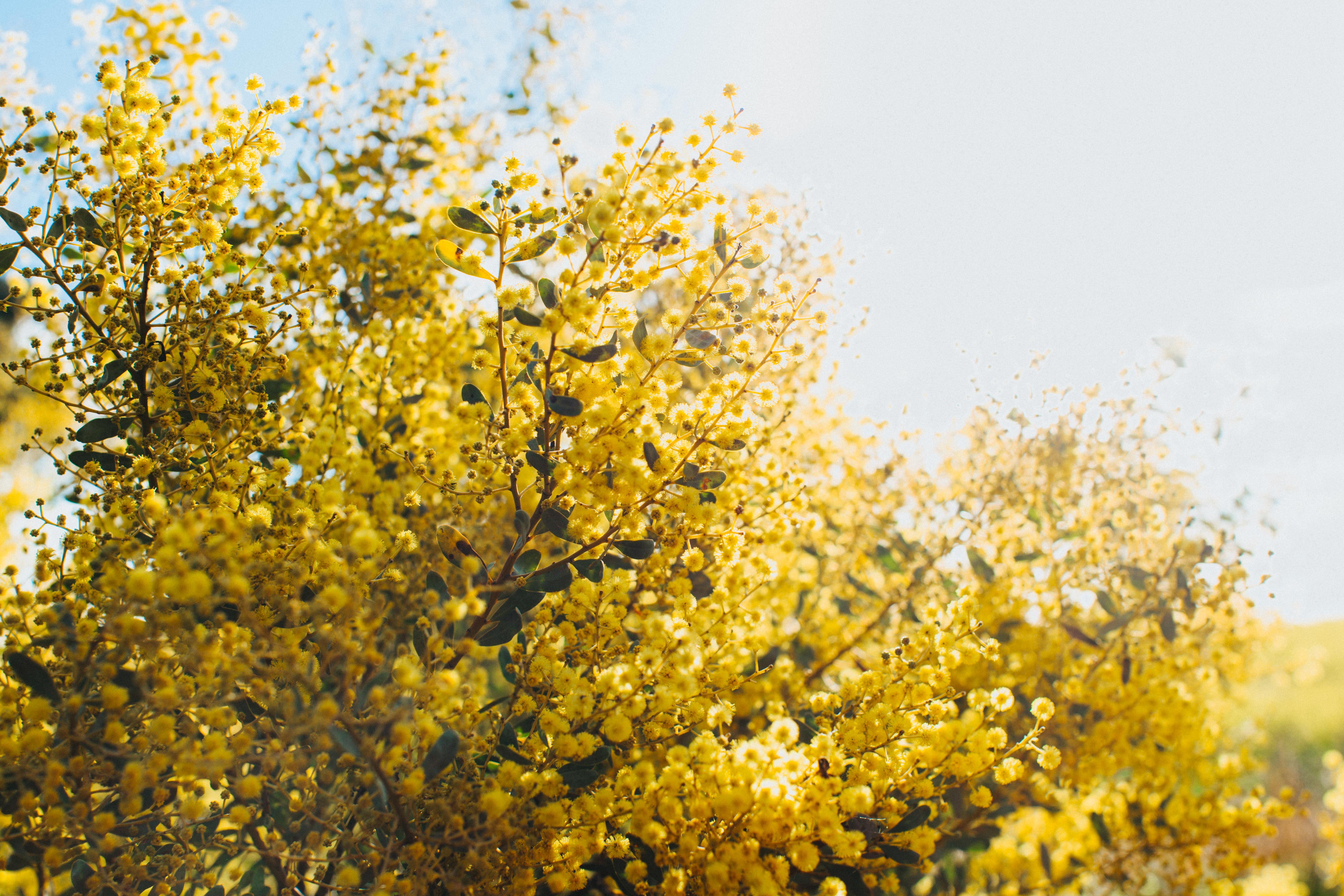 Australian Acacia Wattle Greeting Card - Emily O'Brien