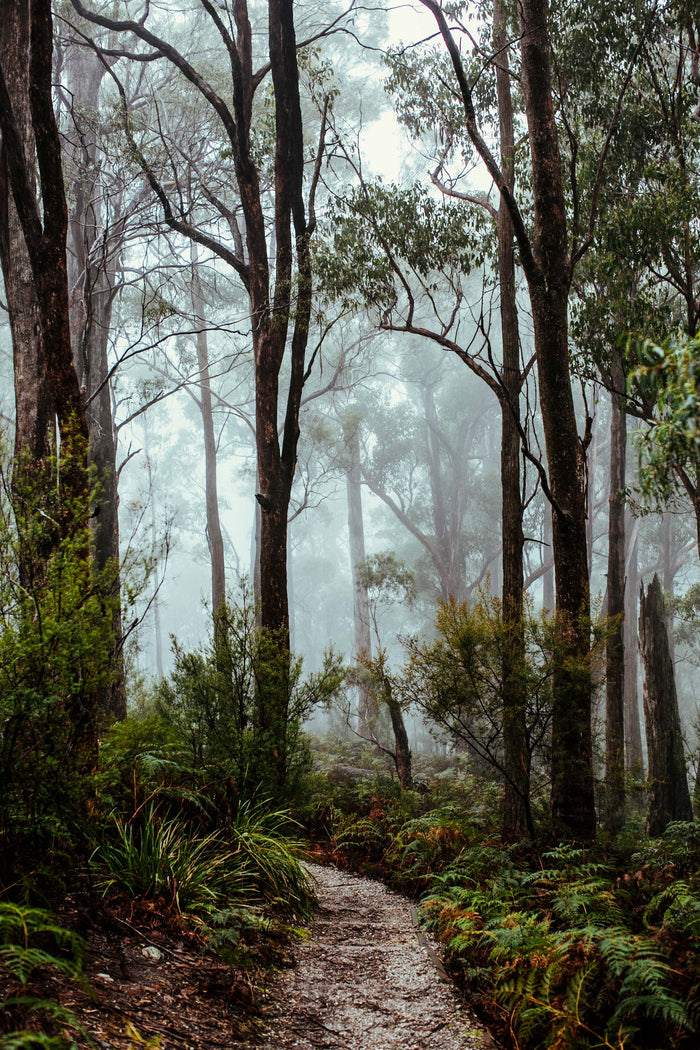 Tasmanian Rainforest Photographic Print - Emily O'Brien