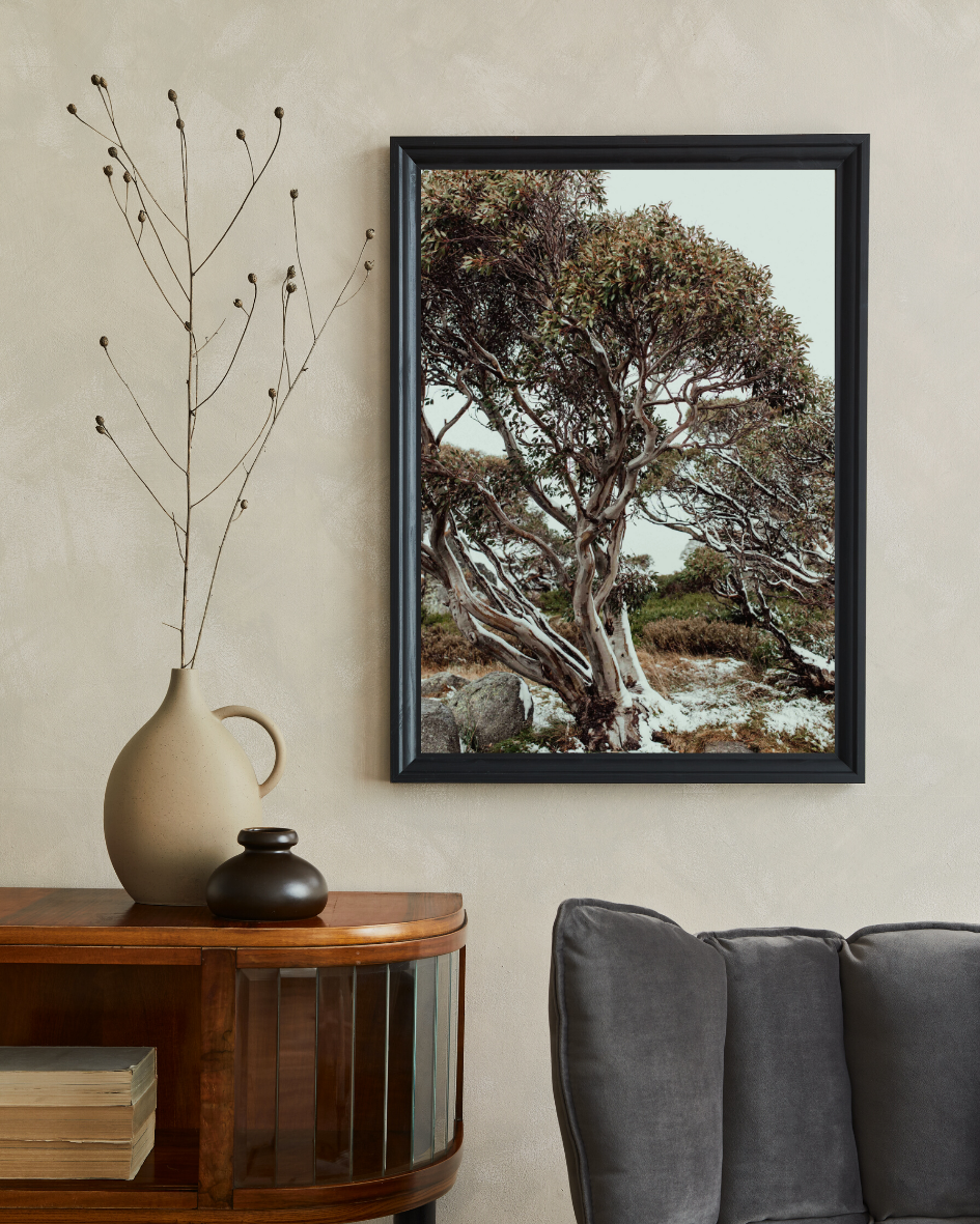 Snow Gum Kosciuszko I Photographic Print