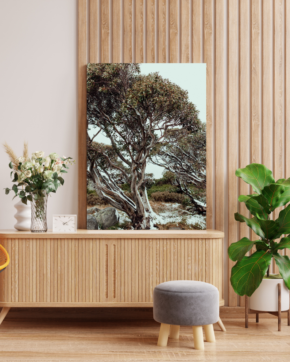 Snow Gum Kosciuszko I Photographic Print