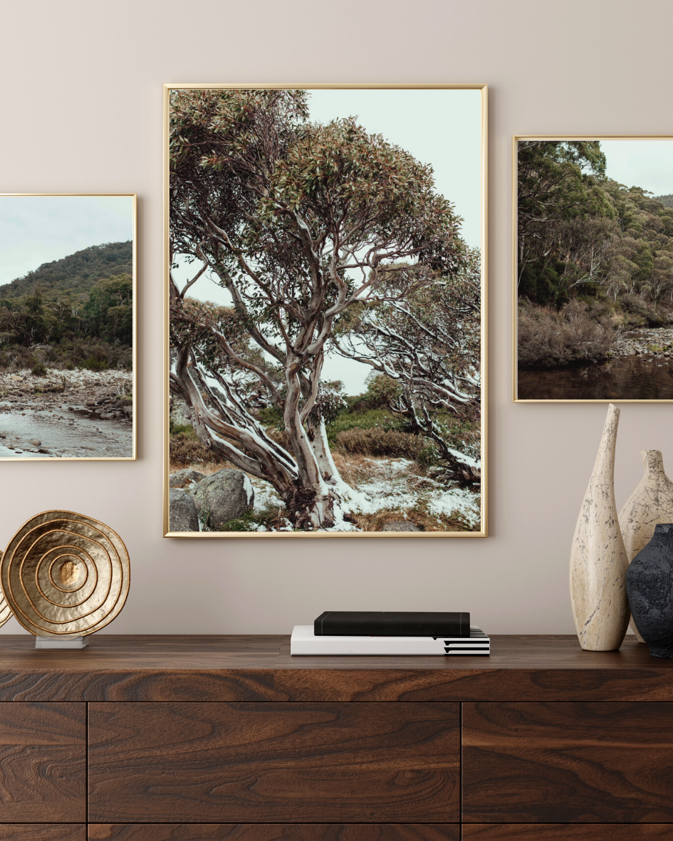 Snow Gum Kosciuszko I Photographic Print