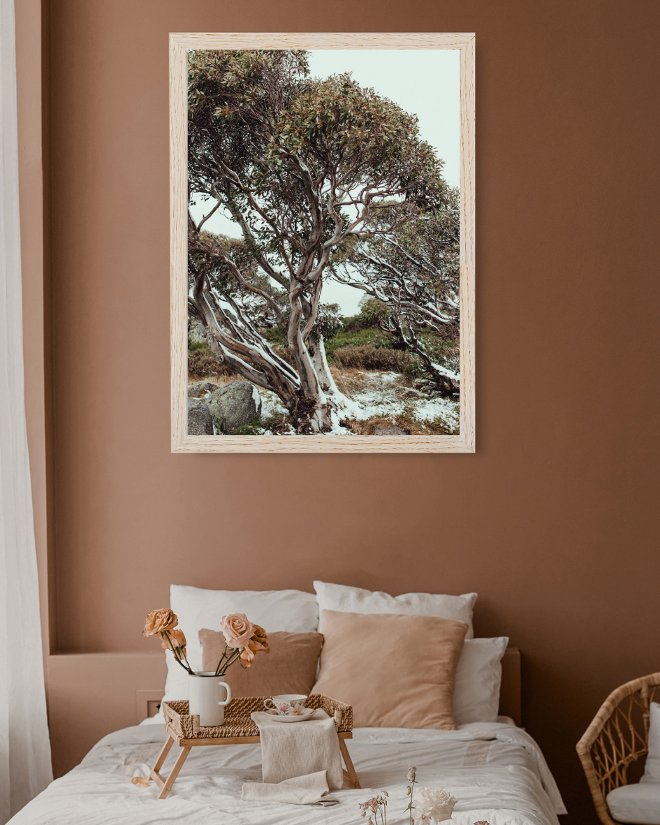 Snow Gum Kosciuszko I Photographic Print