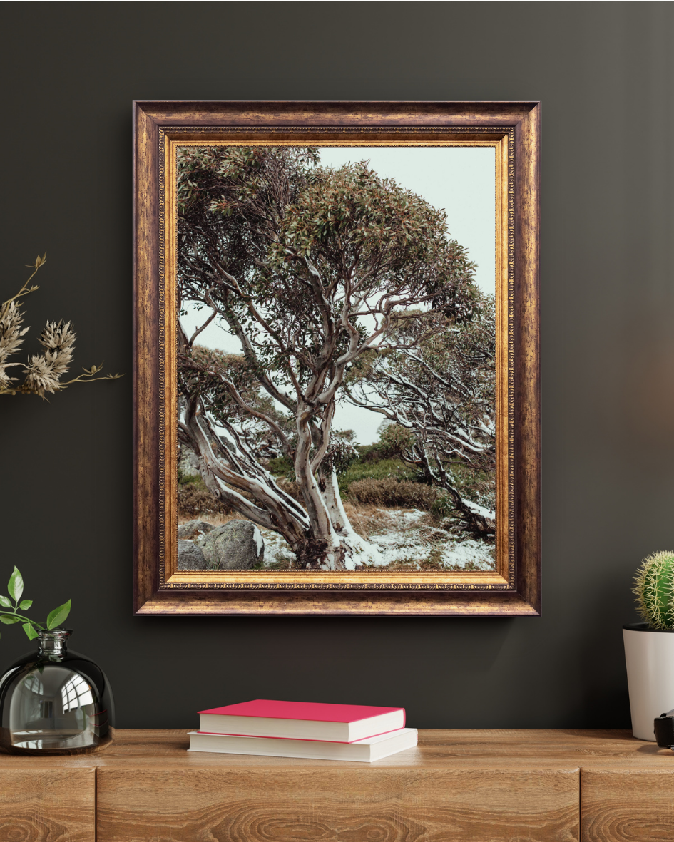 Snow Gum Kosciuszko I Photographic Print