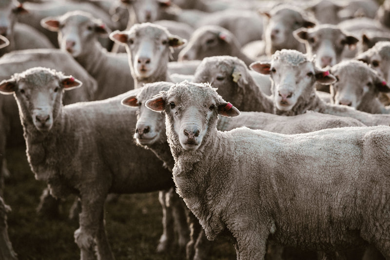 Herd of Sheep II Photographic Print - Emily O'Brien
