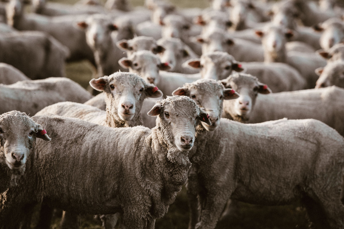 Herd of Sheep III Photographic Print - Emily O'Brien