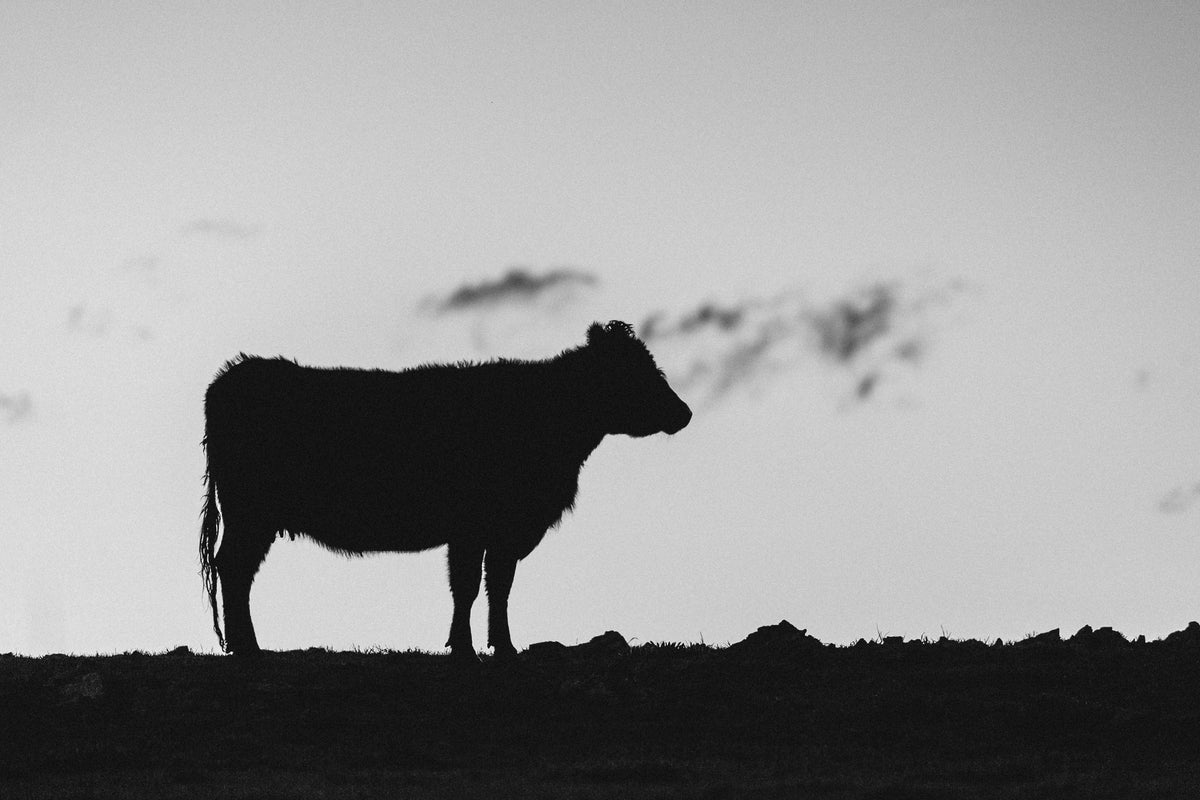 Silhouette Cow Black + White Photographic Print - Emily O'Brien