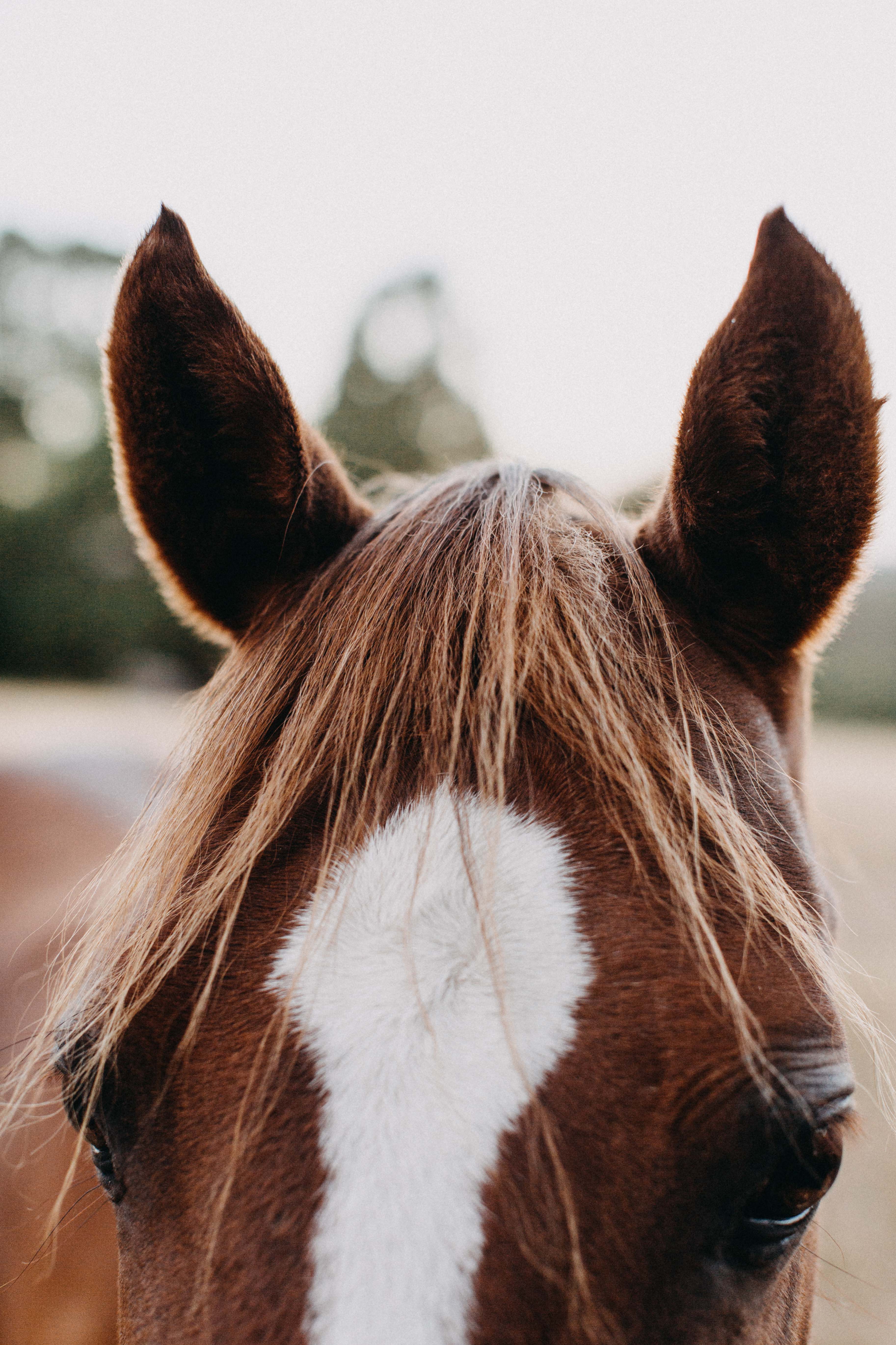 Benny the Brown Horse Greeting Card - Emily O'Brien