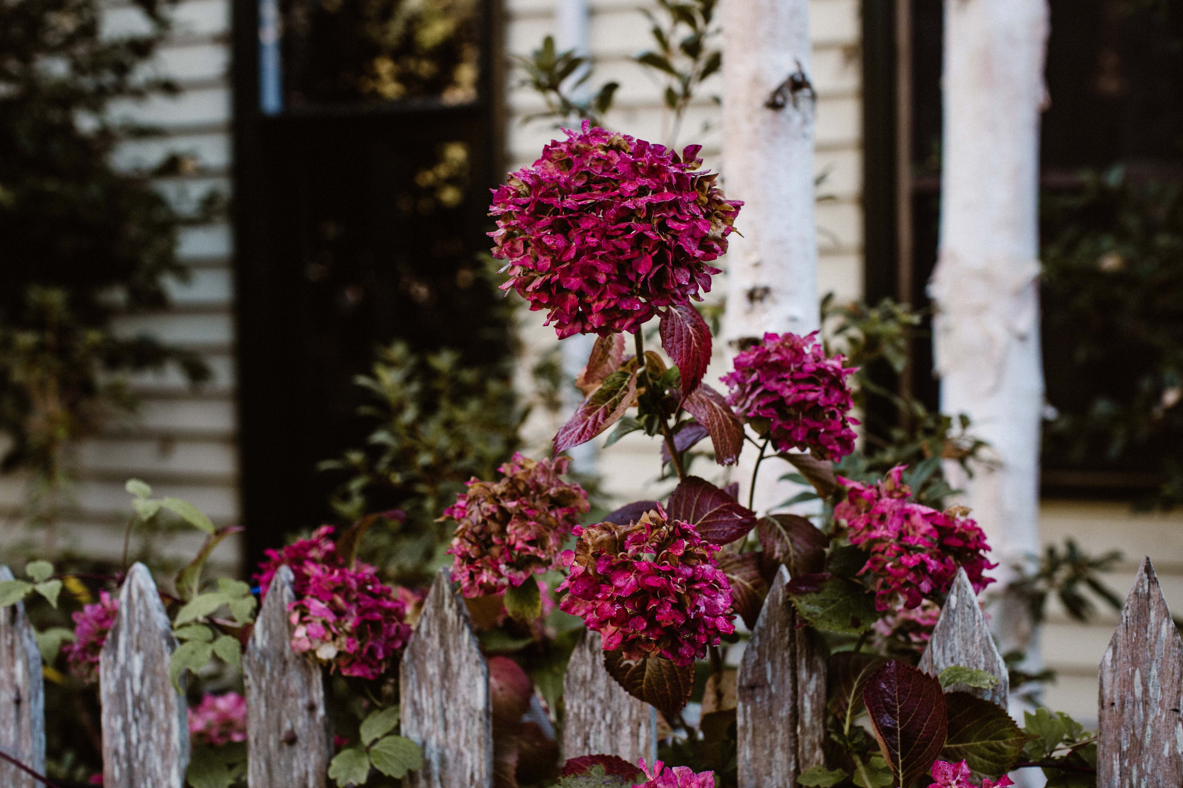 Country Hydrangeas I Photographic Print - Emily O'Brien