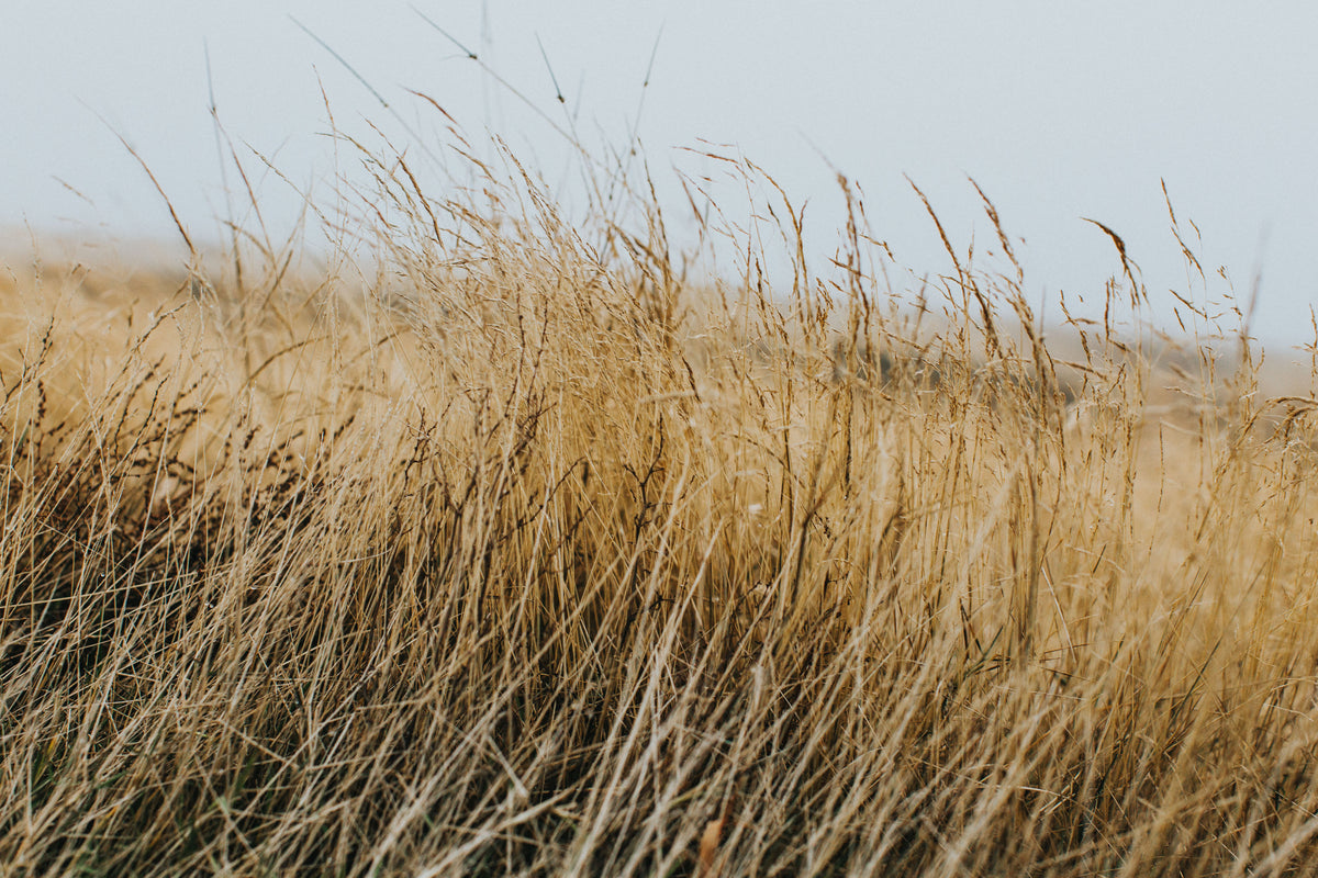 Highland Wild Grass Photographic Print - Emily O'Brien