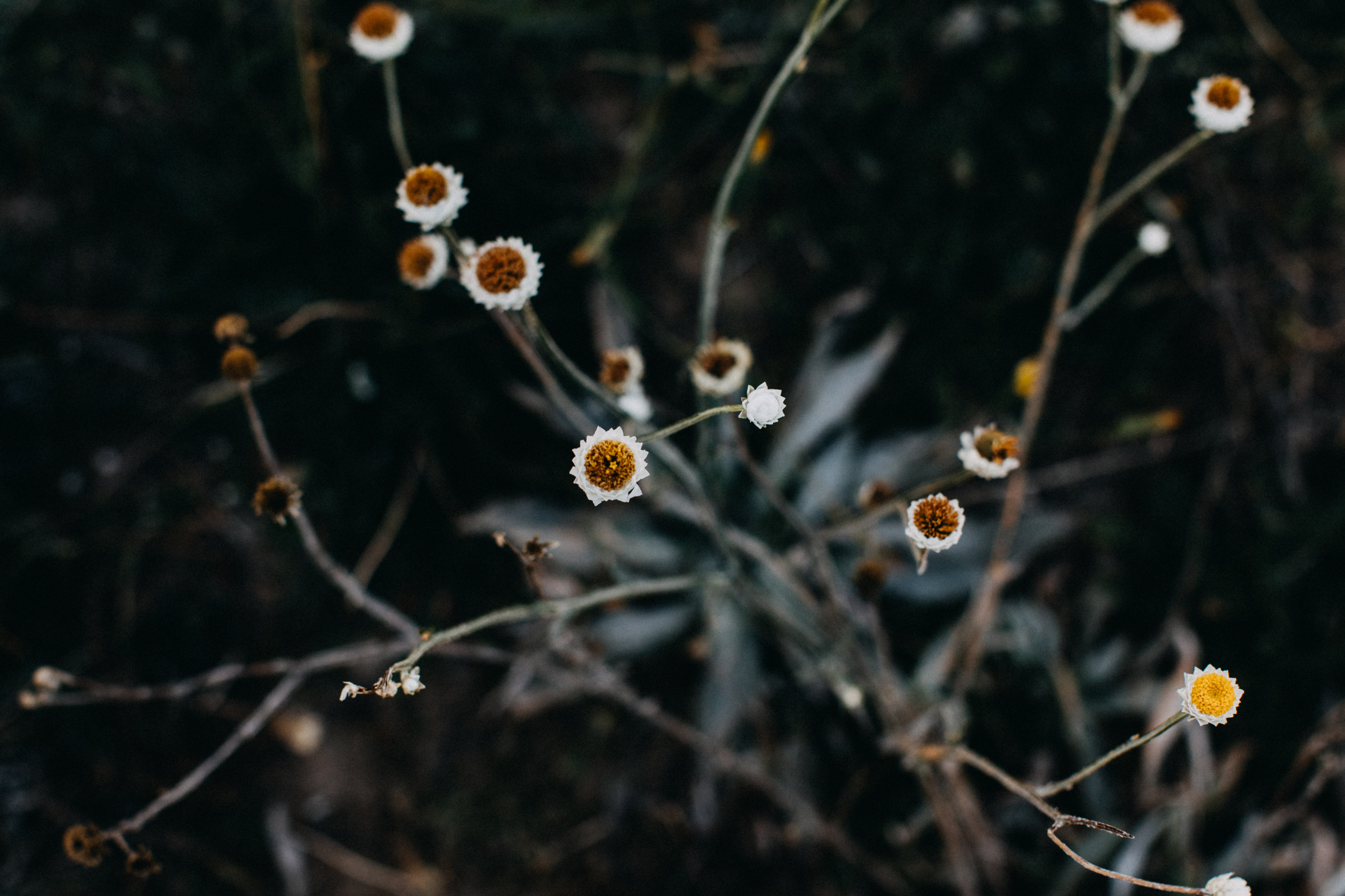 Seaside Daisy I Photographic Print