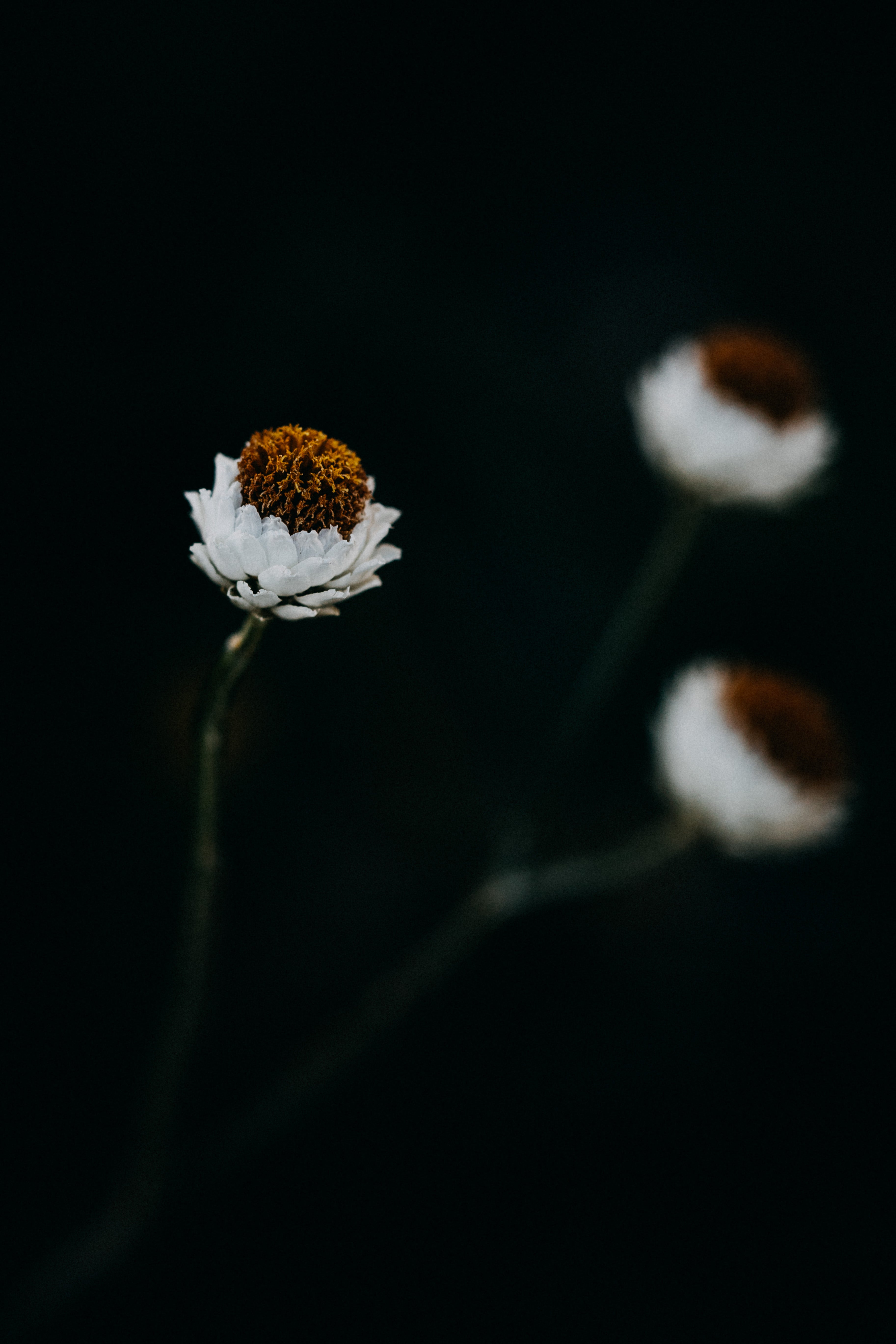 Seaside Daisy IV Photographic Print