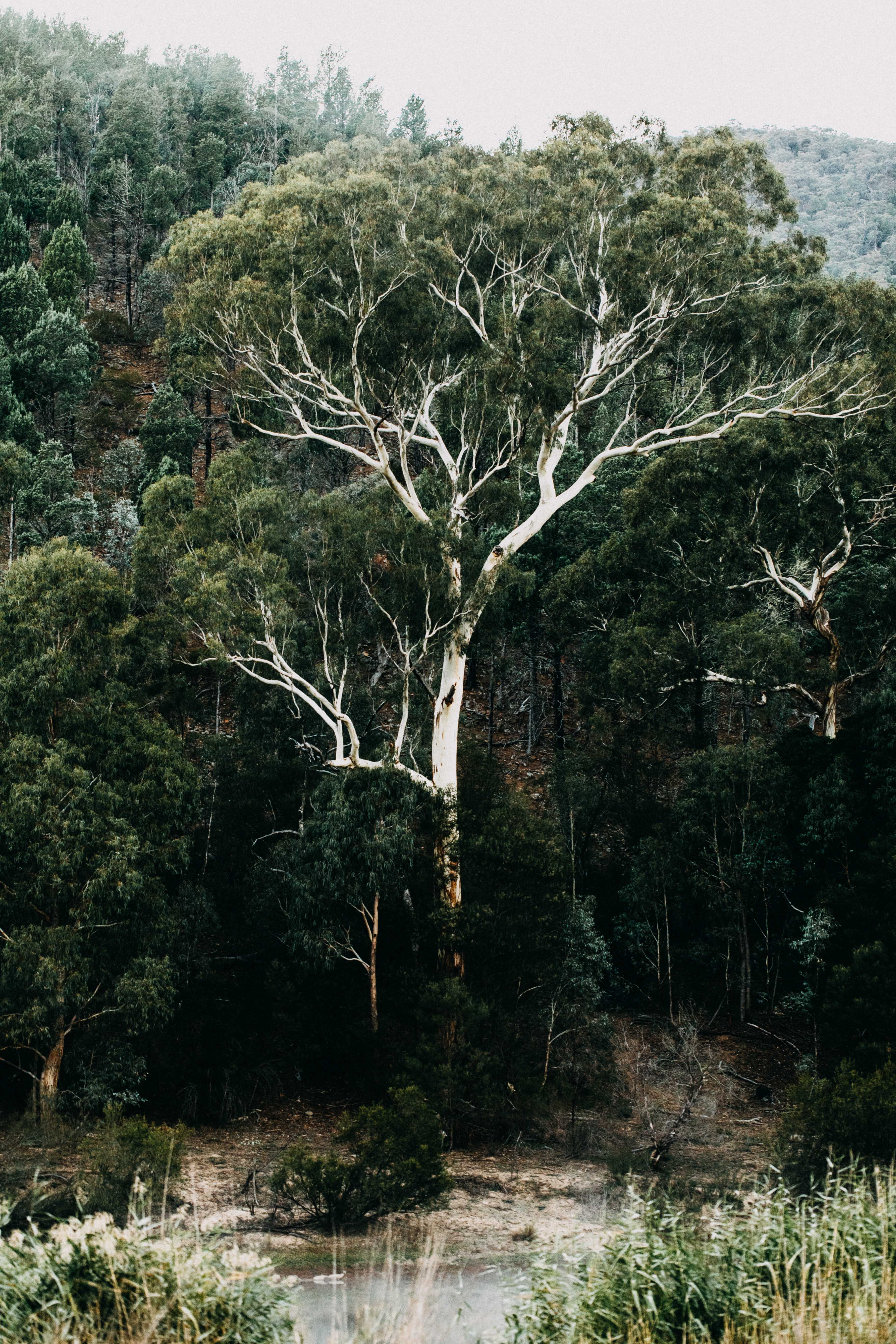 Snowy River Gum Photographic Print