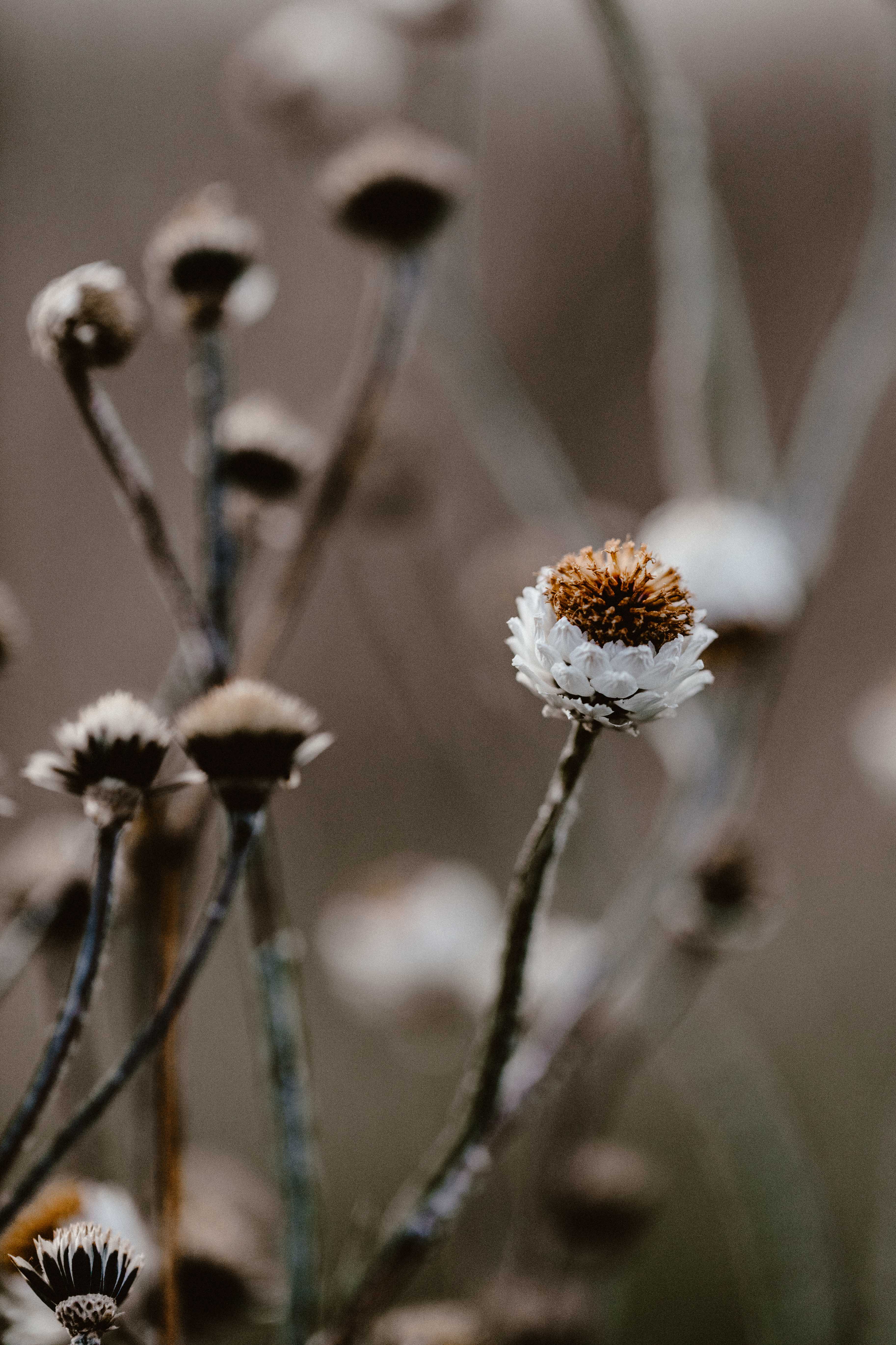 Highland Wild Daisy I Photographic Print