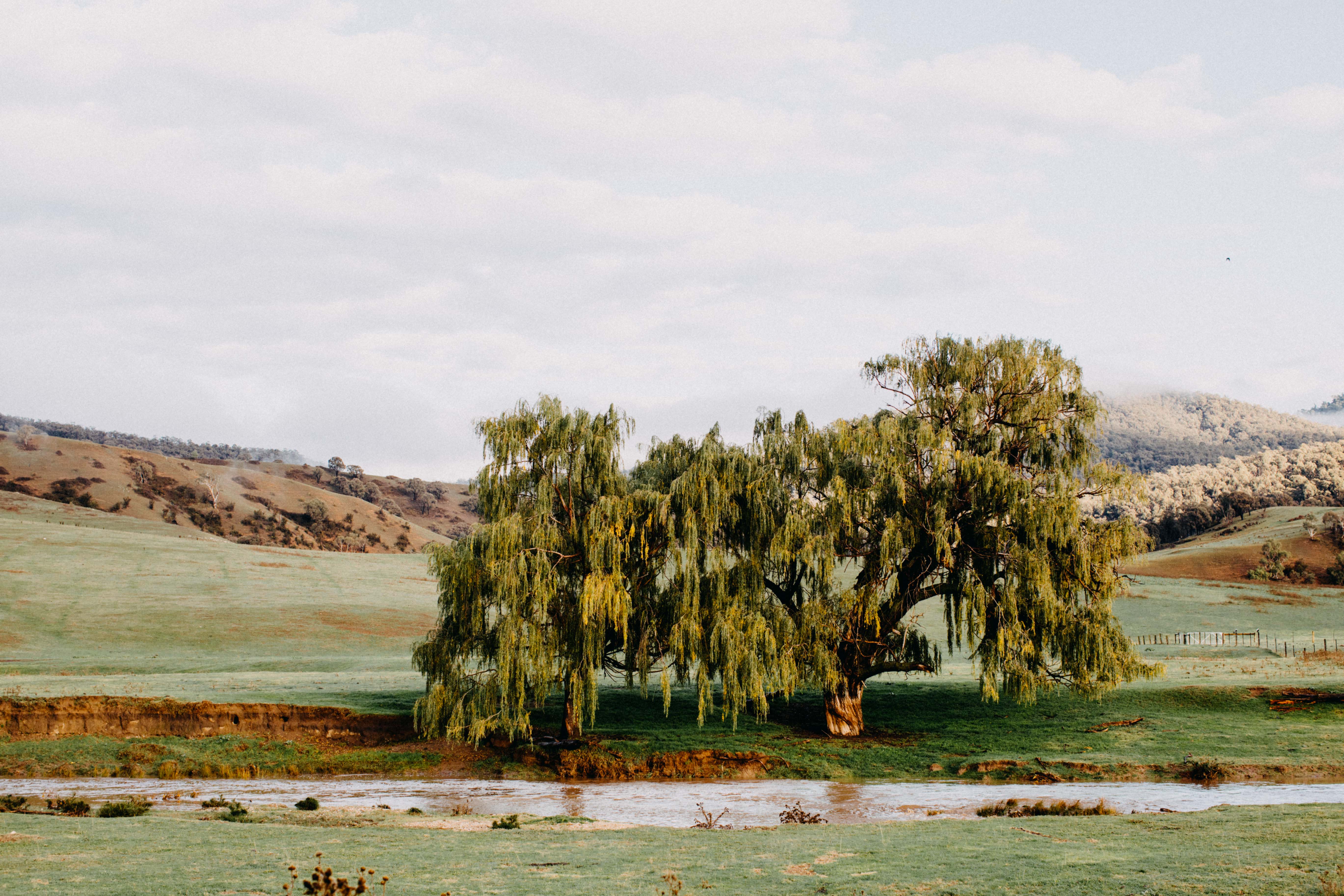 Omeo II Photographic Print