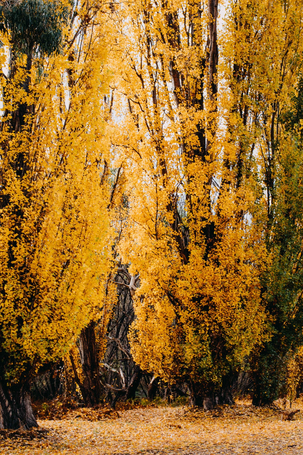 Autumn Poplars I Photographic Print