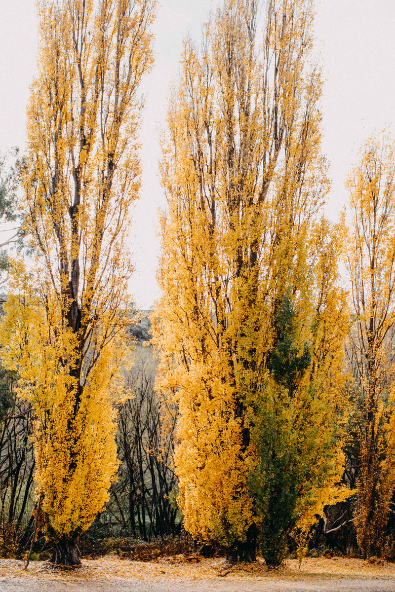 Autumn Poplars II Photographic Print