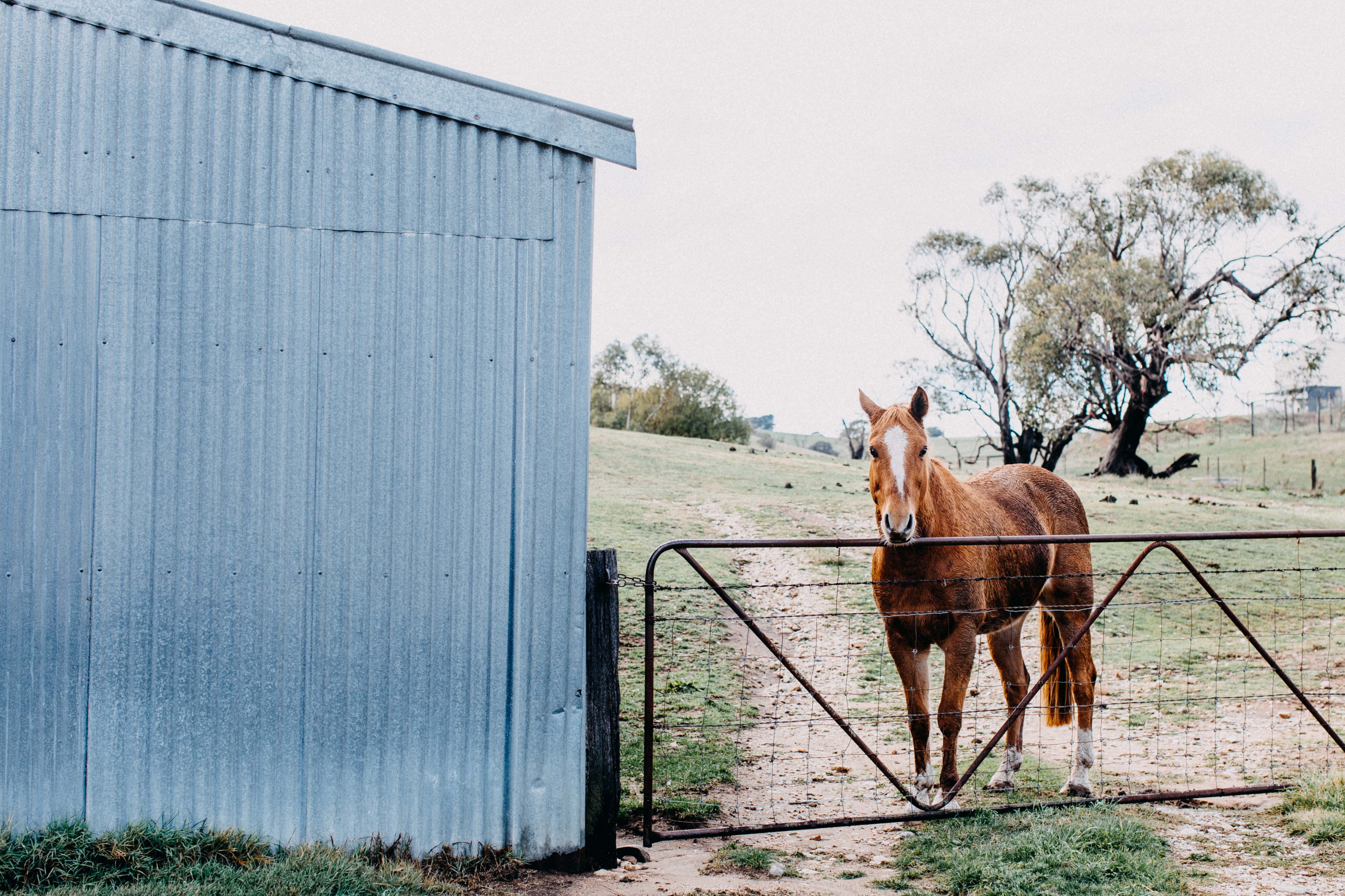 Alice the Horse Photographic Print