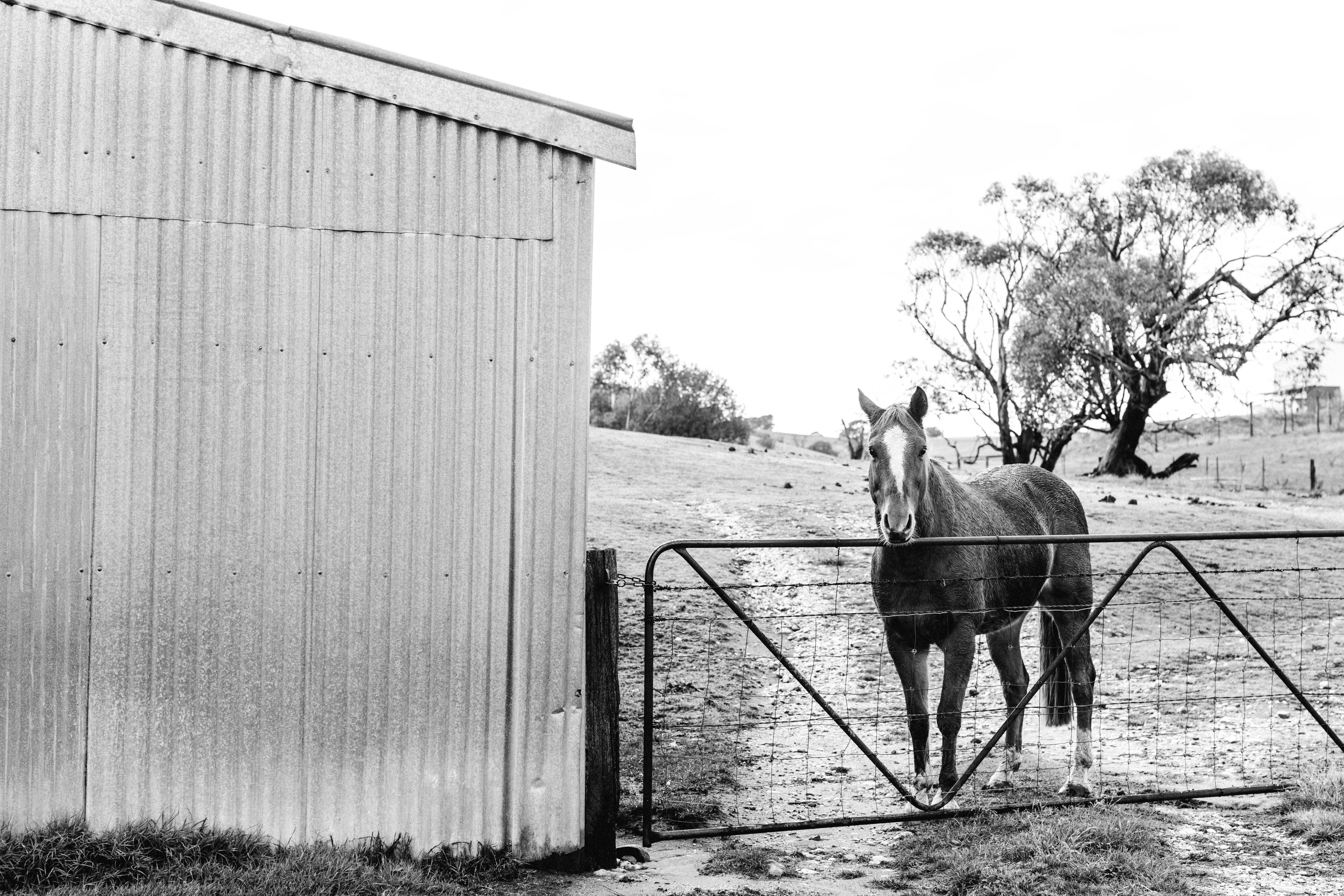 Alice the Horse B+W  Photographic Print