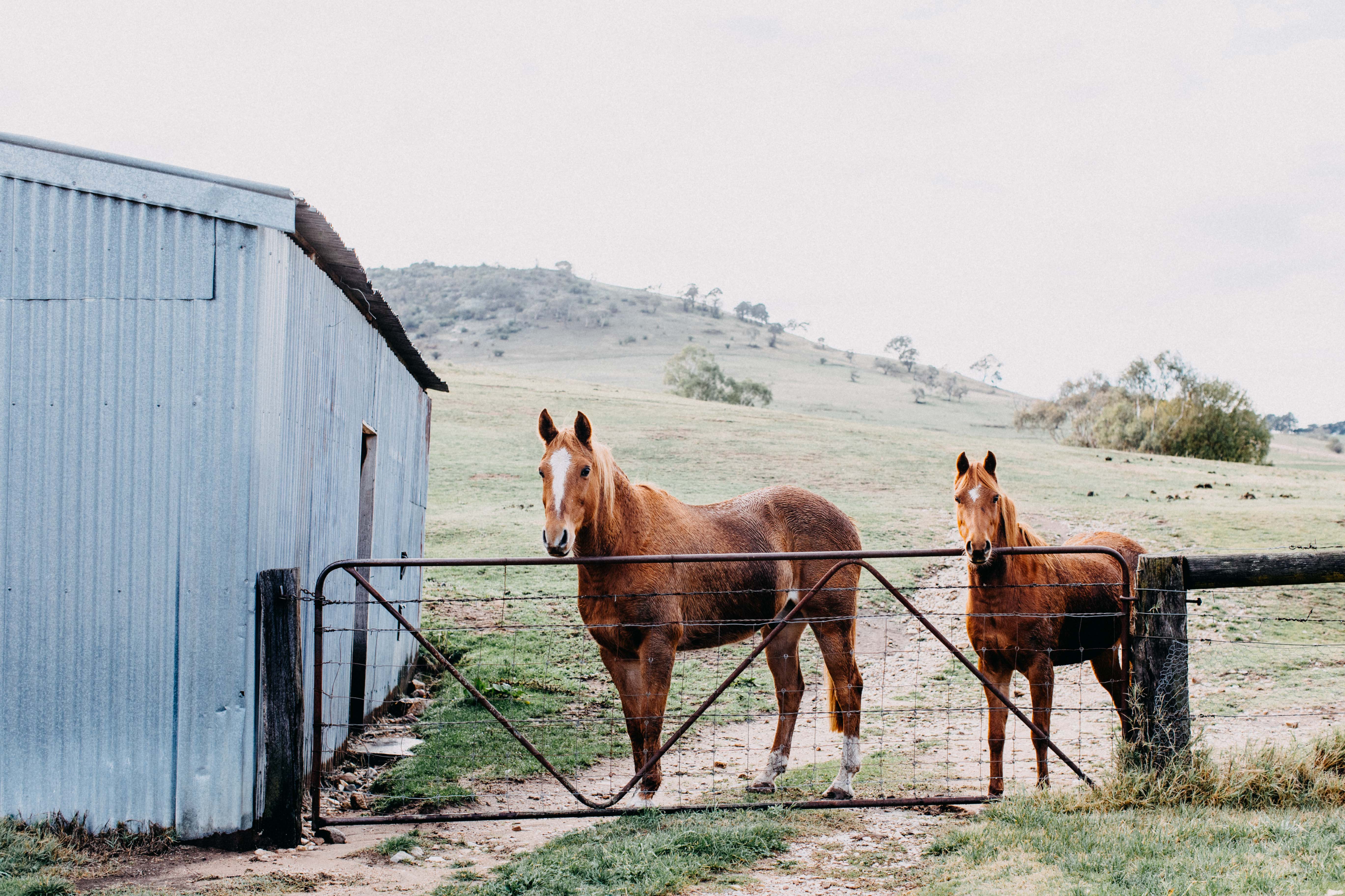 Alice + Eve Horses I Photographic Print