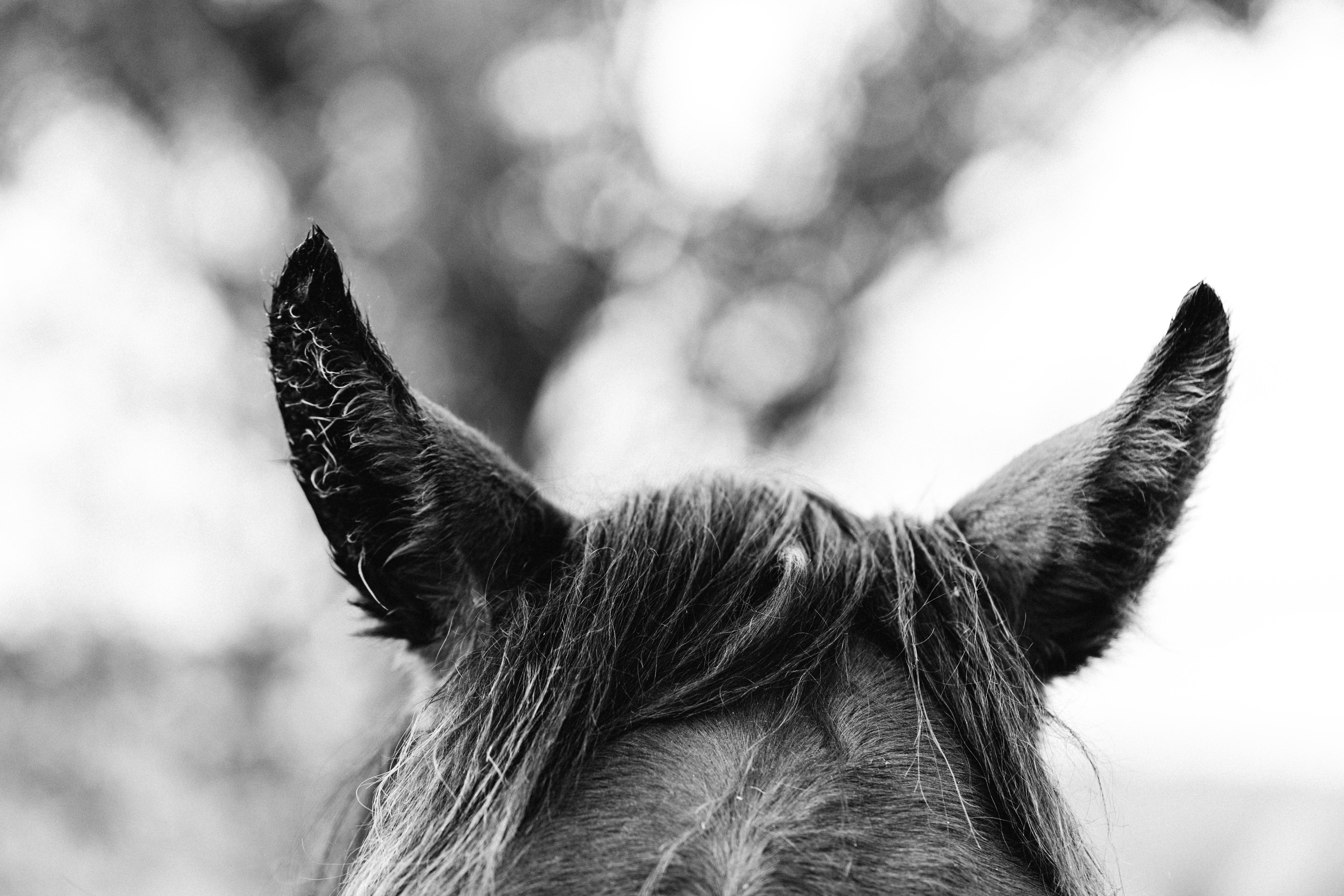 Stanley the Horse II B+W  Photographic Print