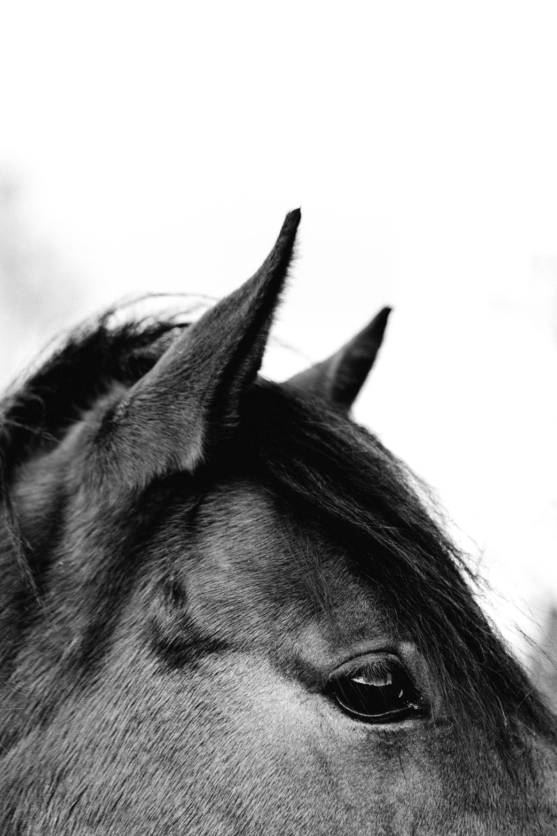 Stanley the Horse I B+W  Photographic Print