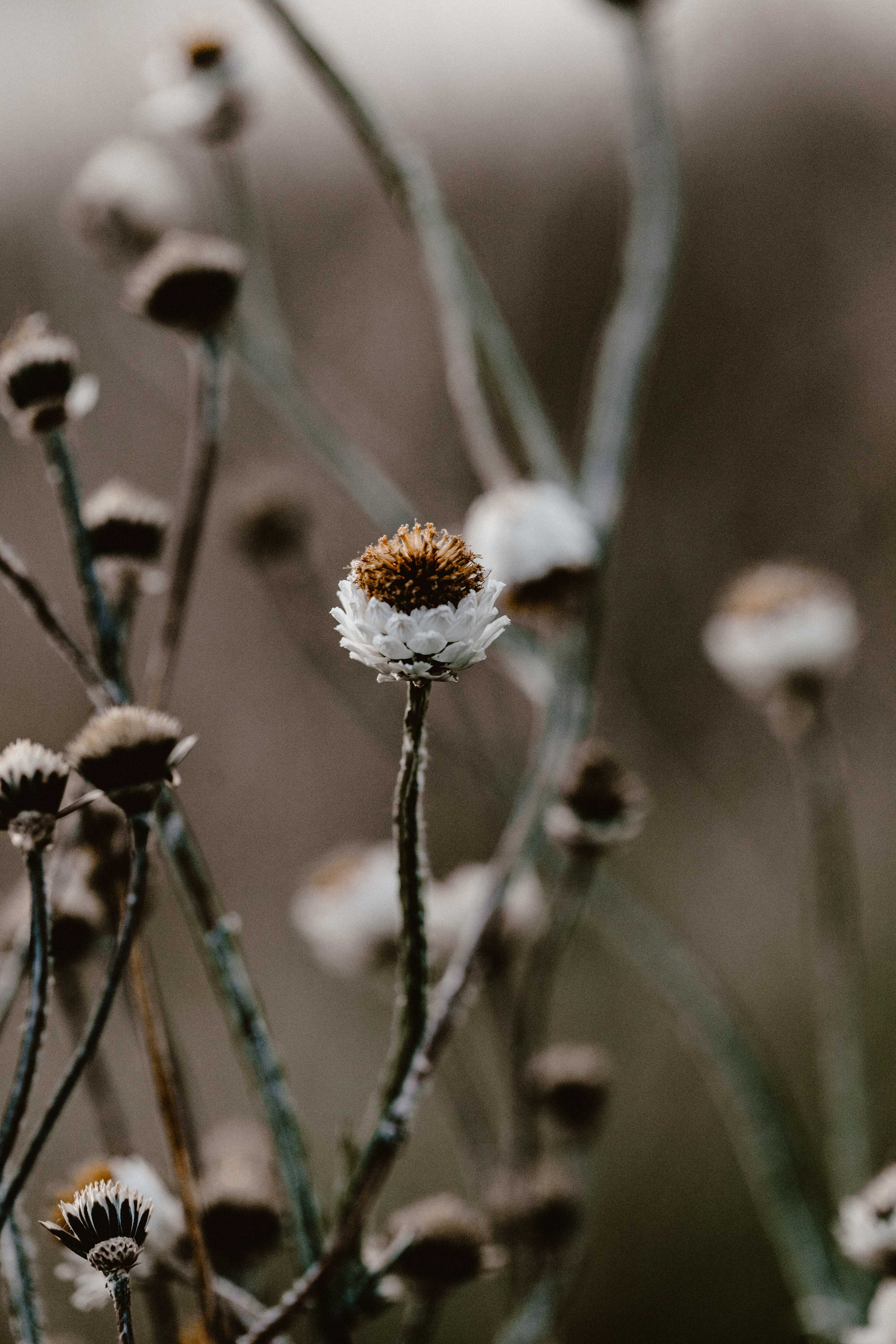 Highland Wild Daisy III Photographic Print