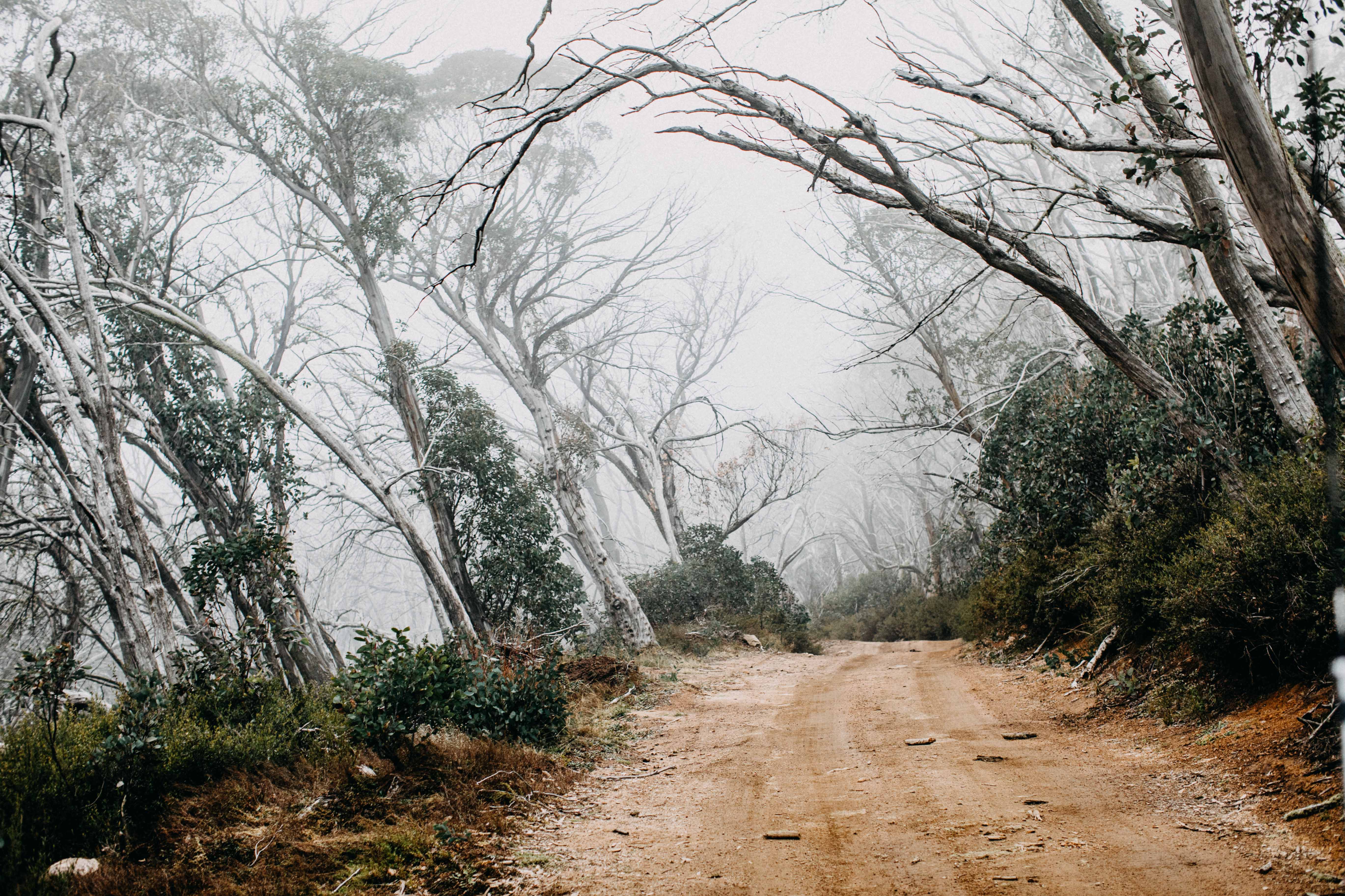 Misty Track I Photographic Print