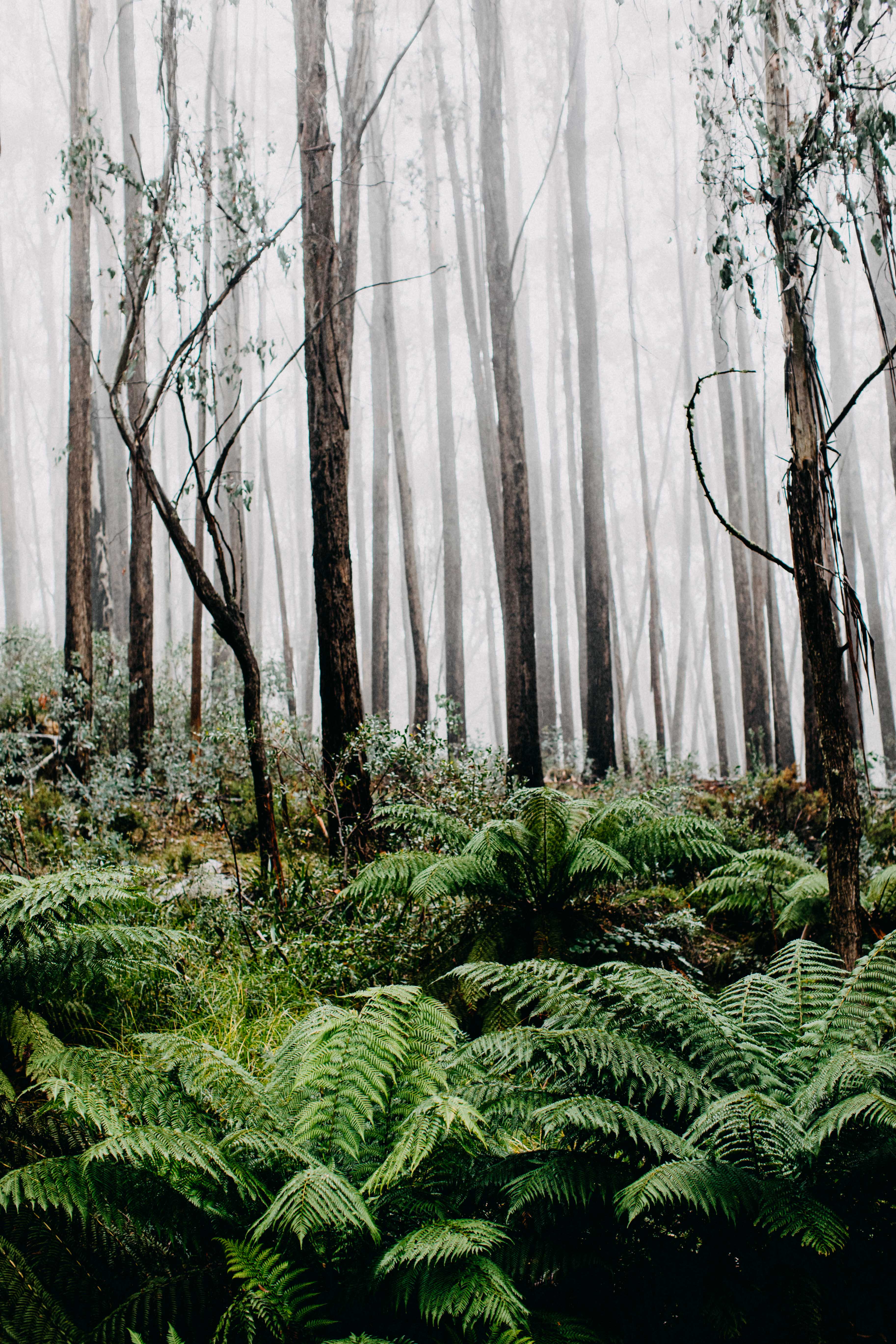 Foggy Ferns I Photographic Print