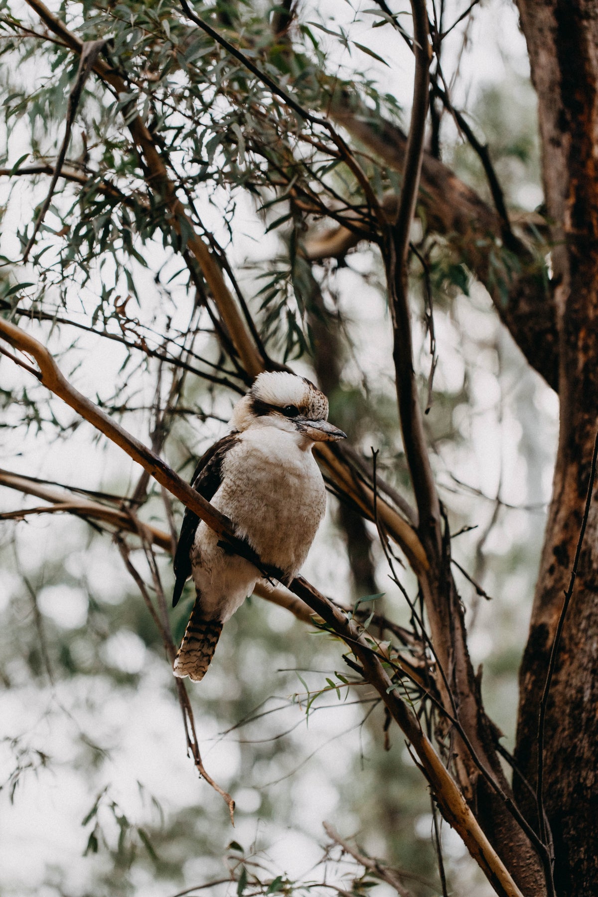 Kookaburra Sitting in the Old Gumtree II Photographic Print