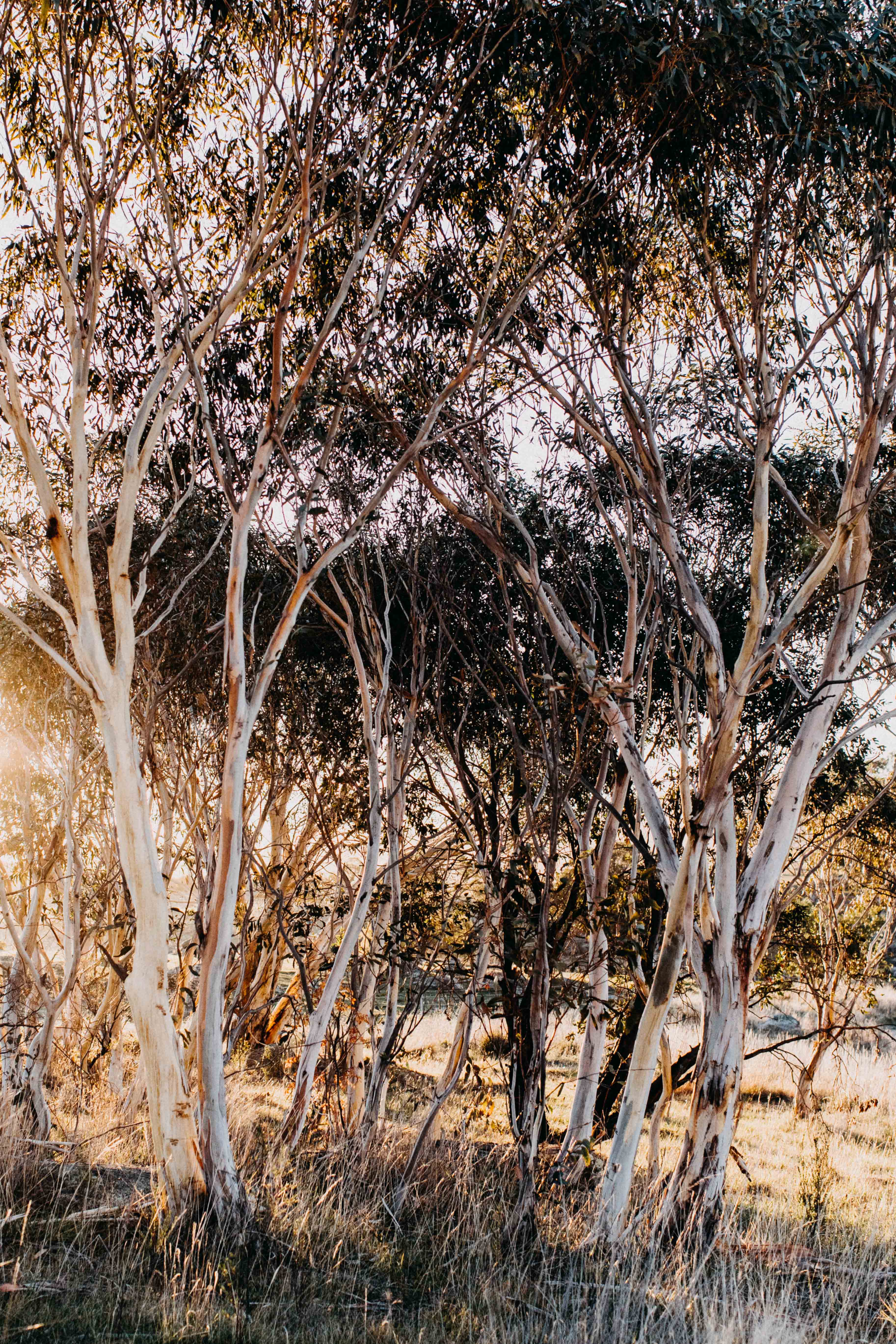 Morning Gums I Photographic Print