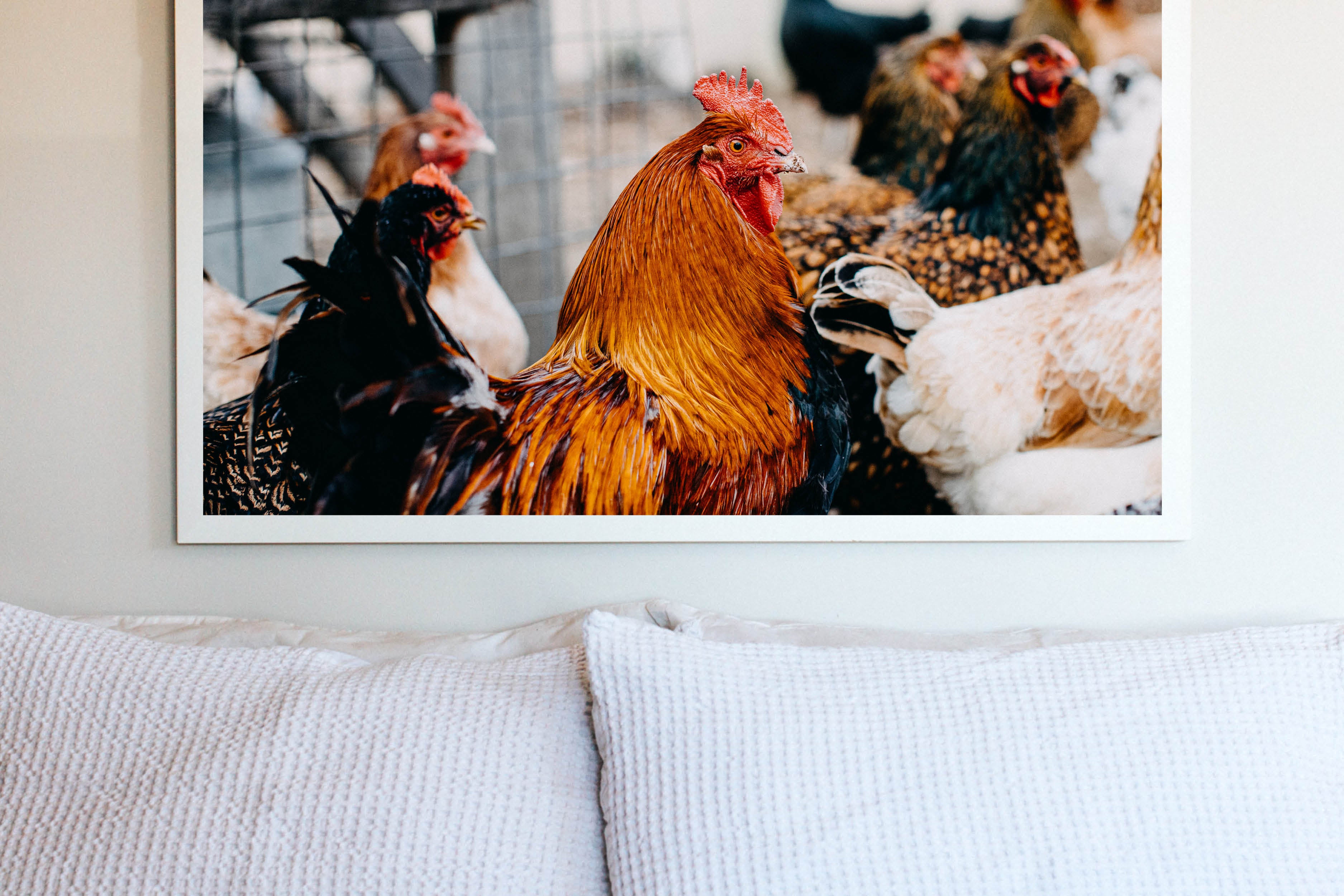 A Brood of Hens II Photographic Print