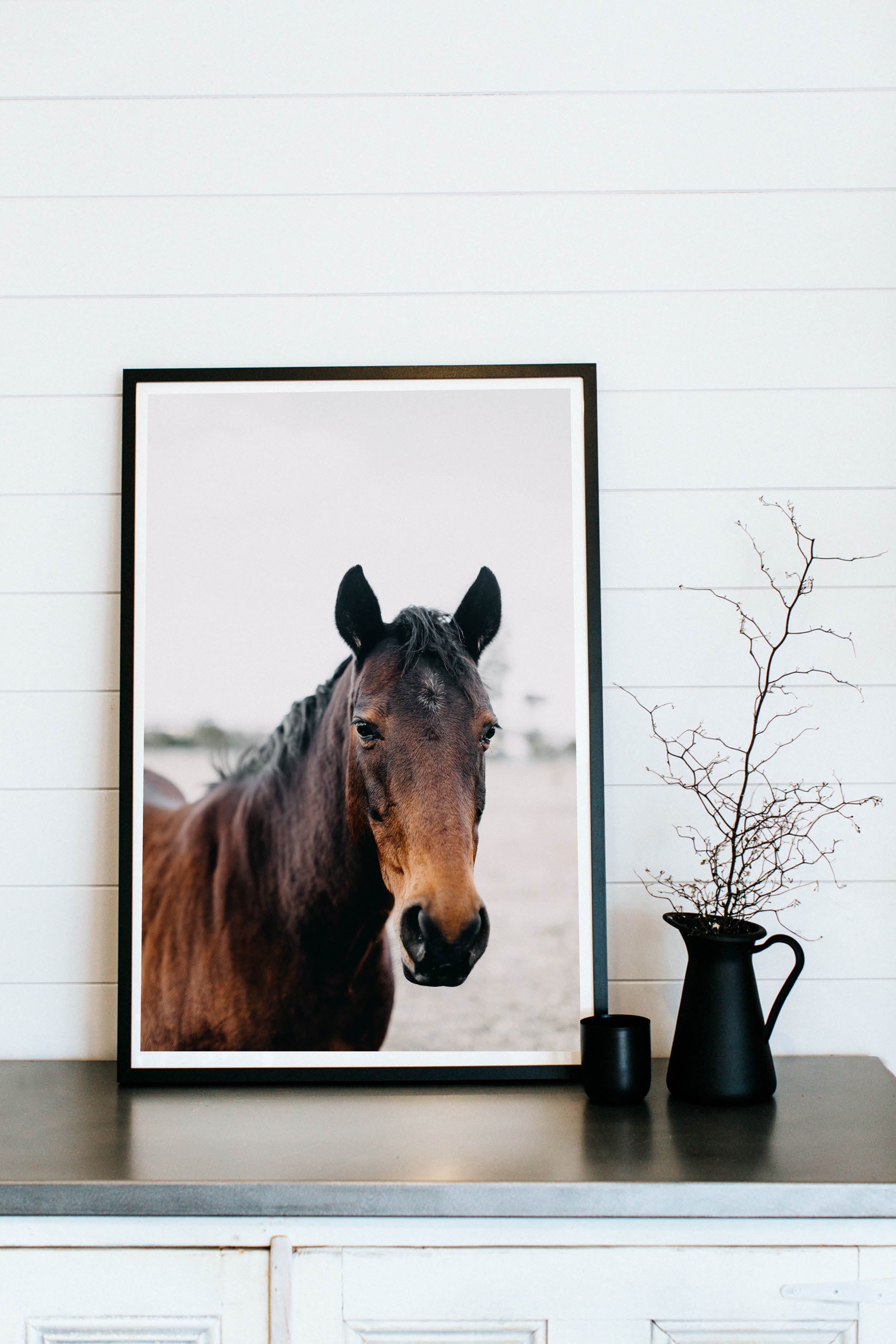 Albert the Horse Photographic Print
