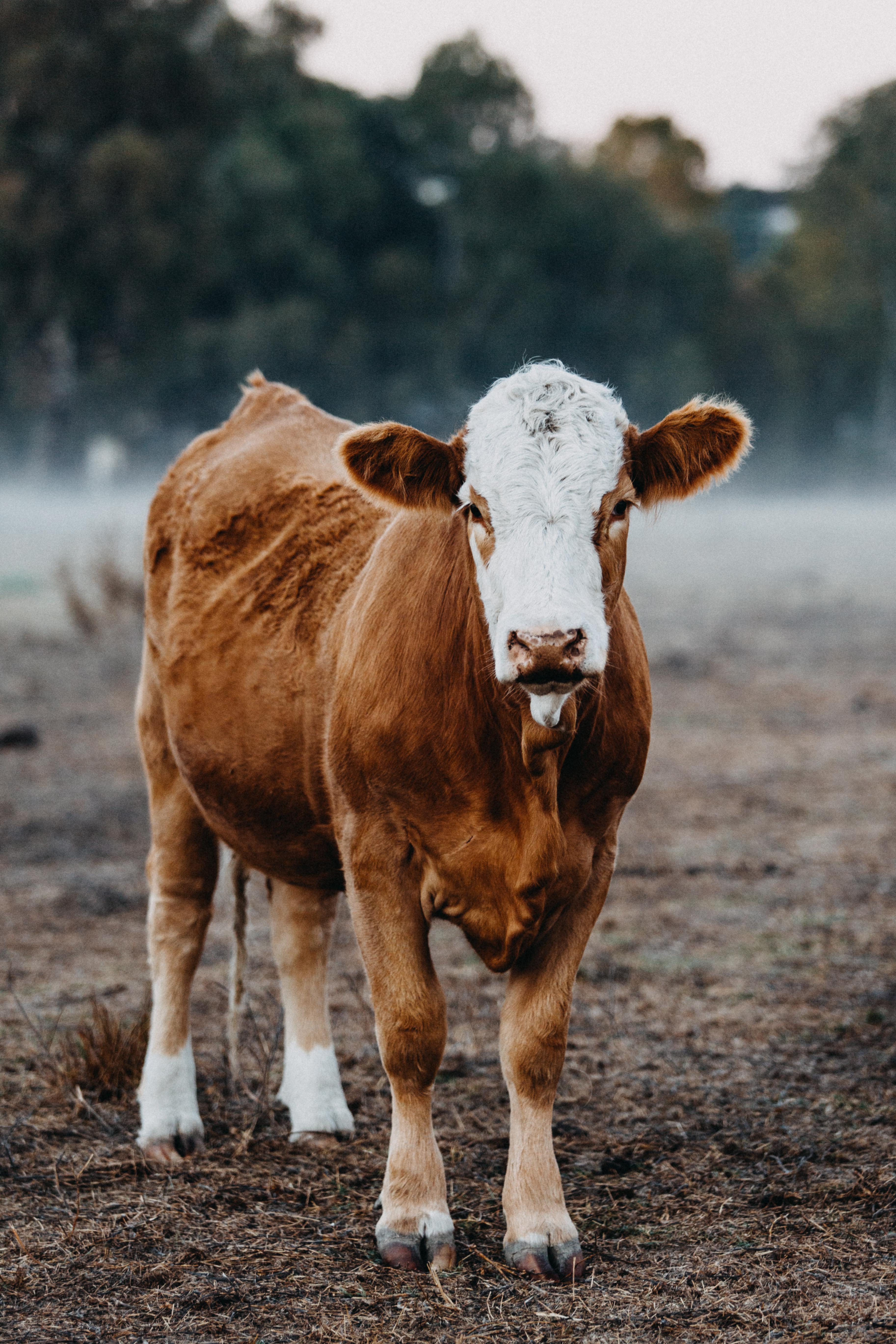 Gundagai Cattle Alfred Greeting Card