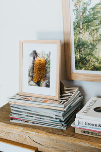 Australian Banksia Spinulosa Photographic Print - Emily O'Brien