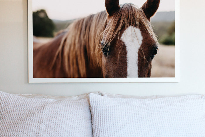 Benny the Brown Horse II Photographic Print - Emily O'Brien