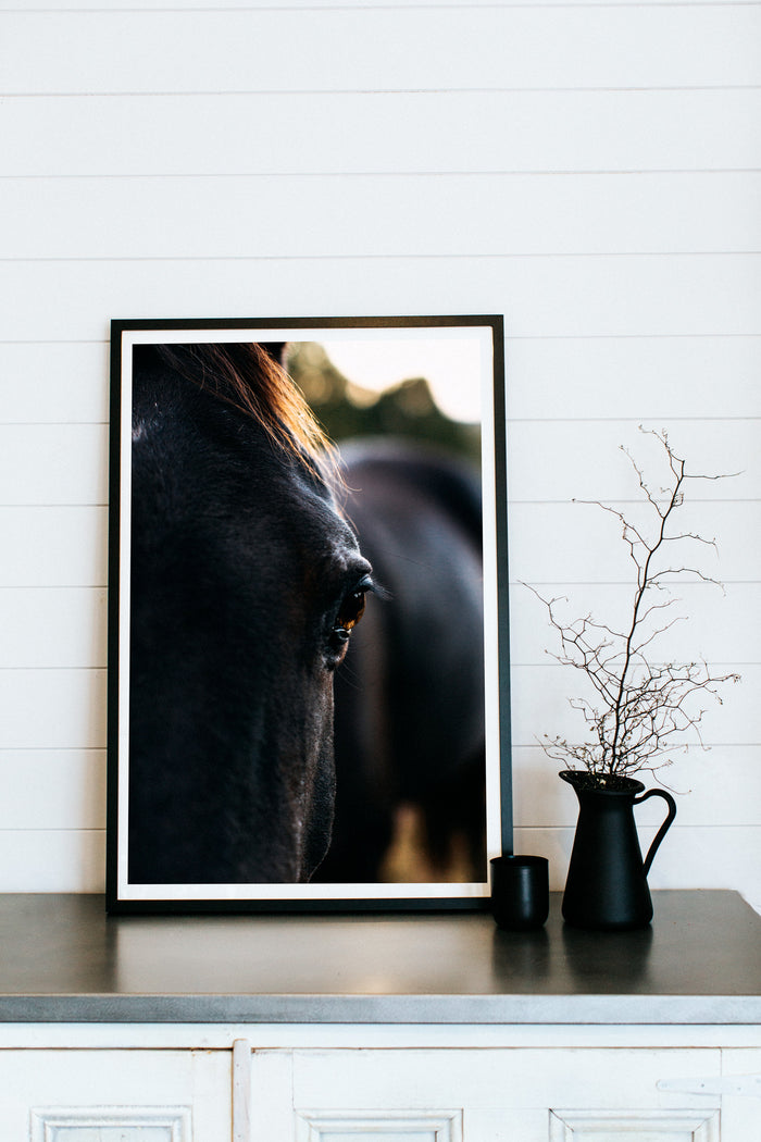 Bernard the Black Horse II Photographic Print - Emily O'Brien