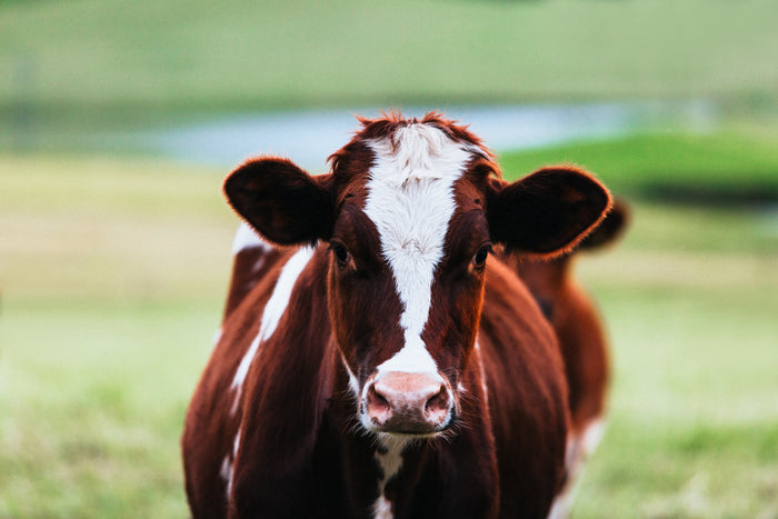 Betty Cow Photographic Print - Emily O'Brien