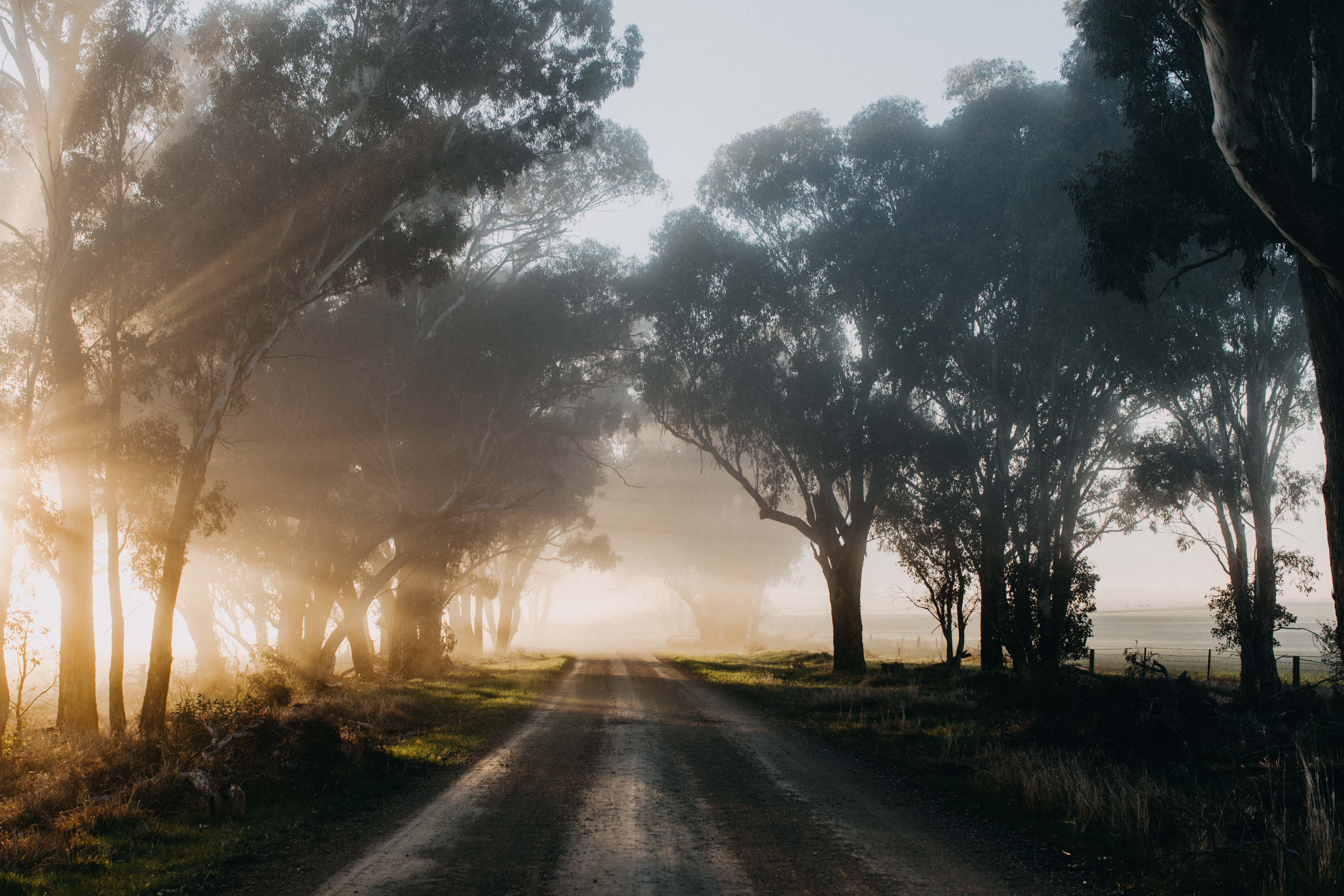 Brushwood Road Photographic Print - Emily O'Brien