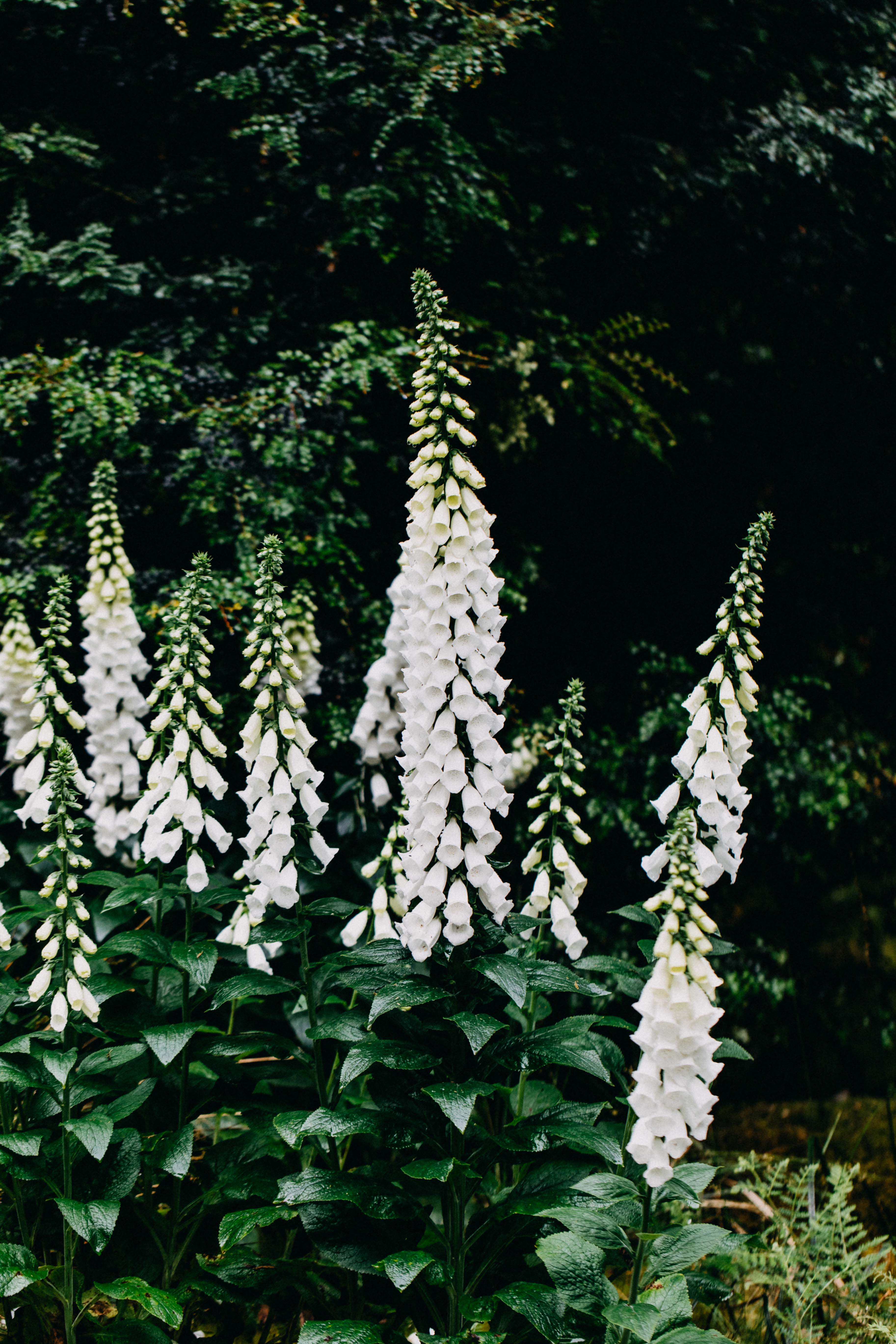White Foxglove I Greeting Card