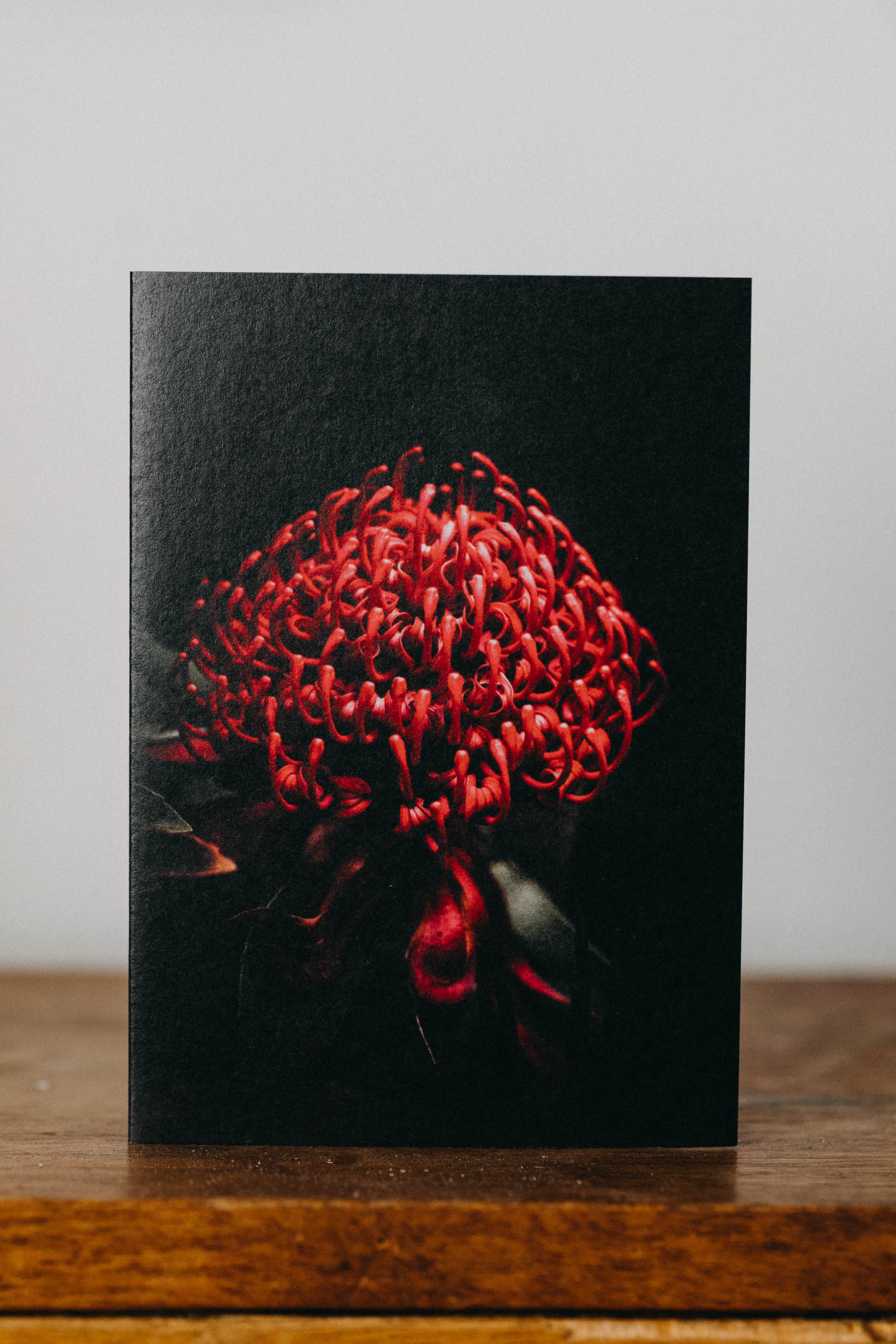 Australian Waratah Greeting Card - Emily O'Brien