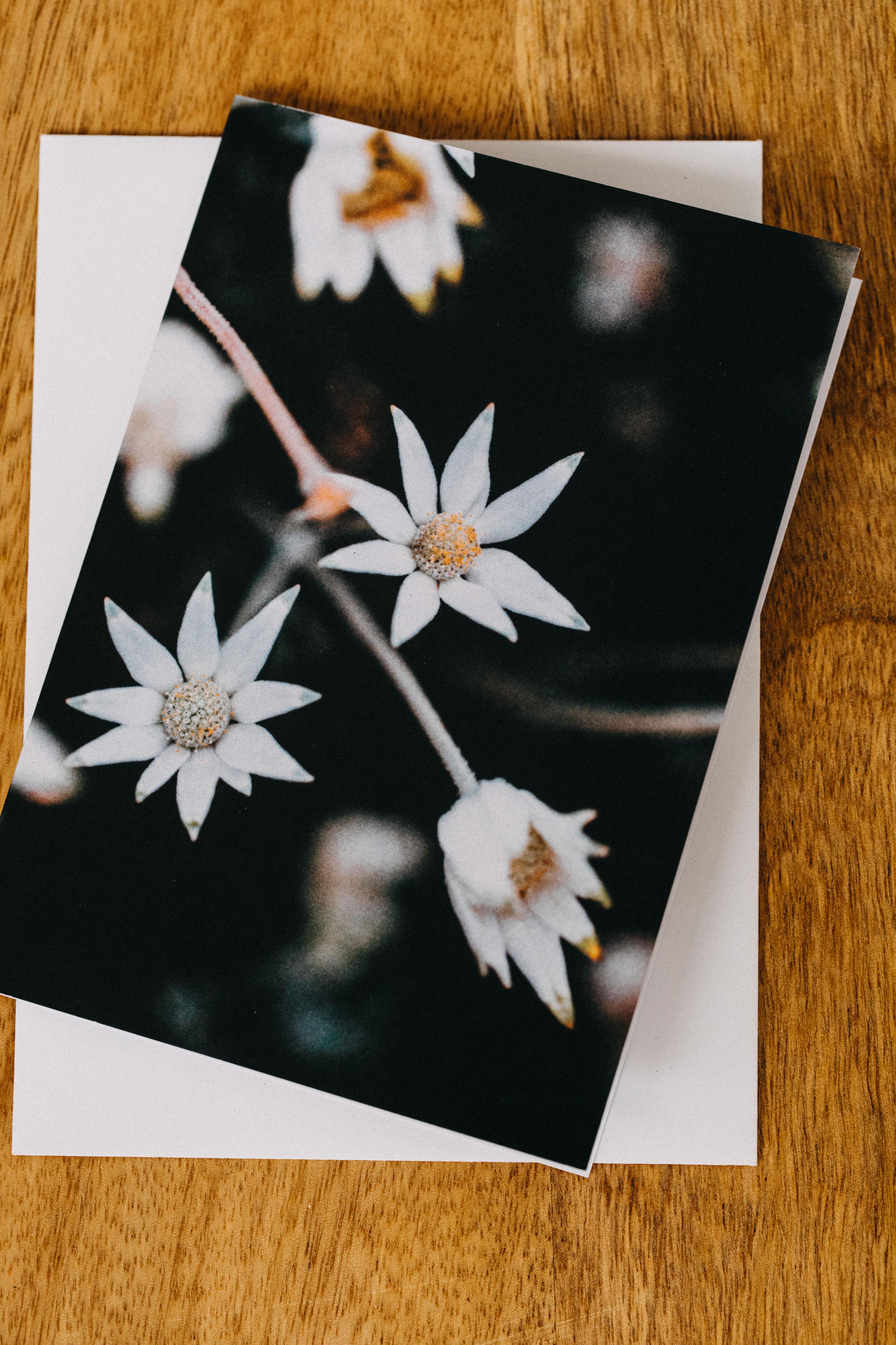 Australian Flannel Flower Greeting Card