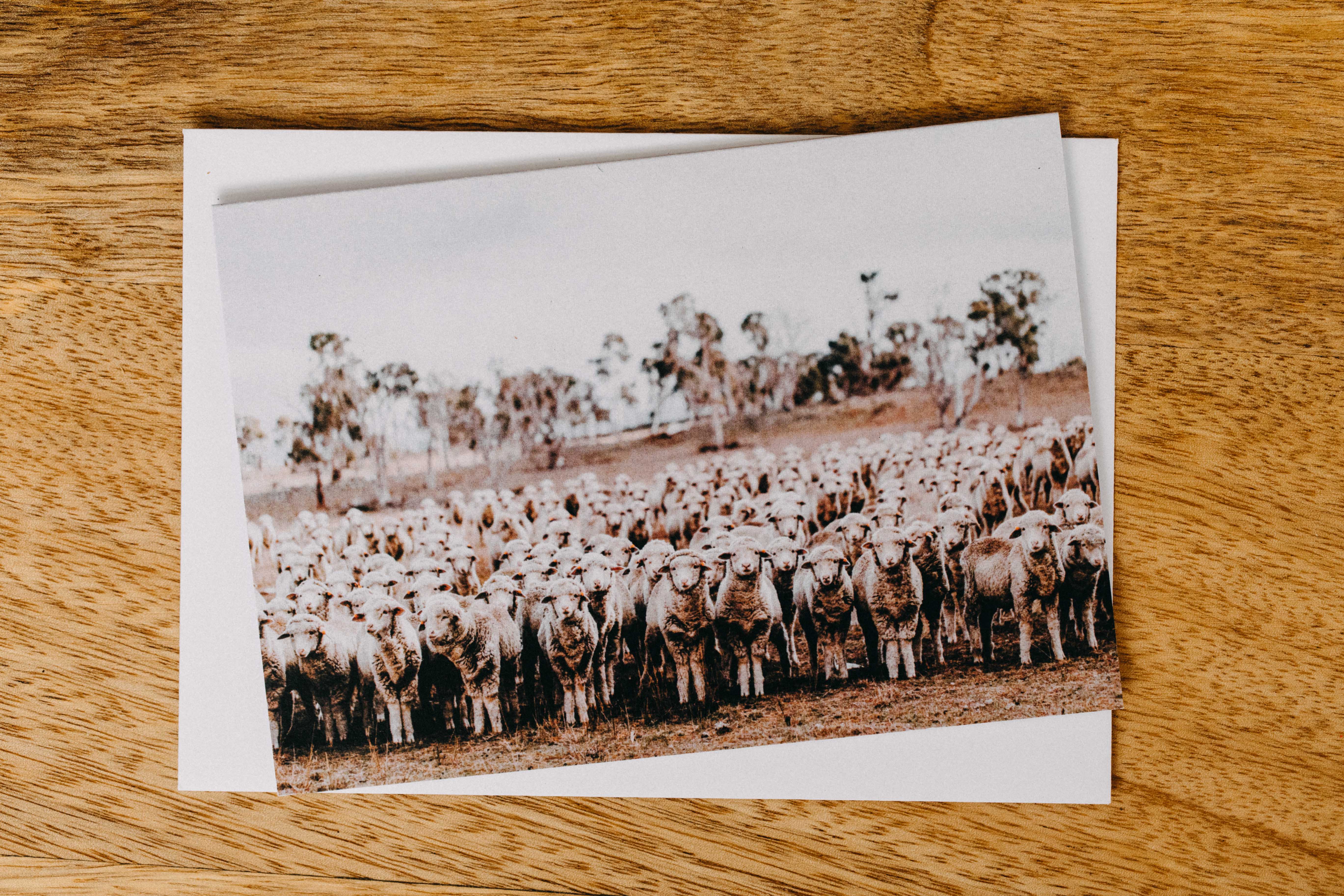 New England Flock of Sheep Greeting Card