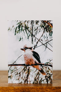 Kookaburra Sitting in the Old Gumtree I Greeting Card