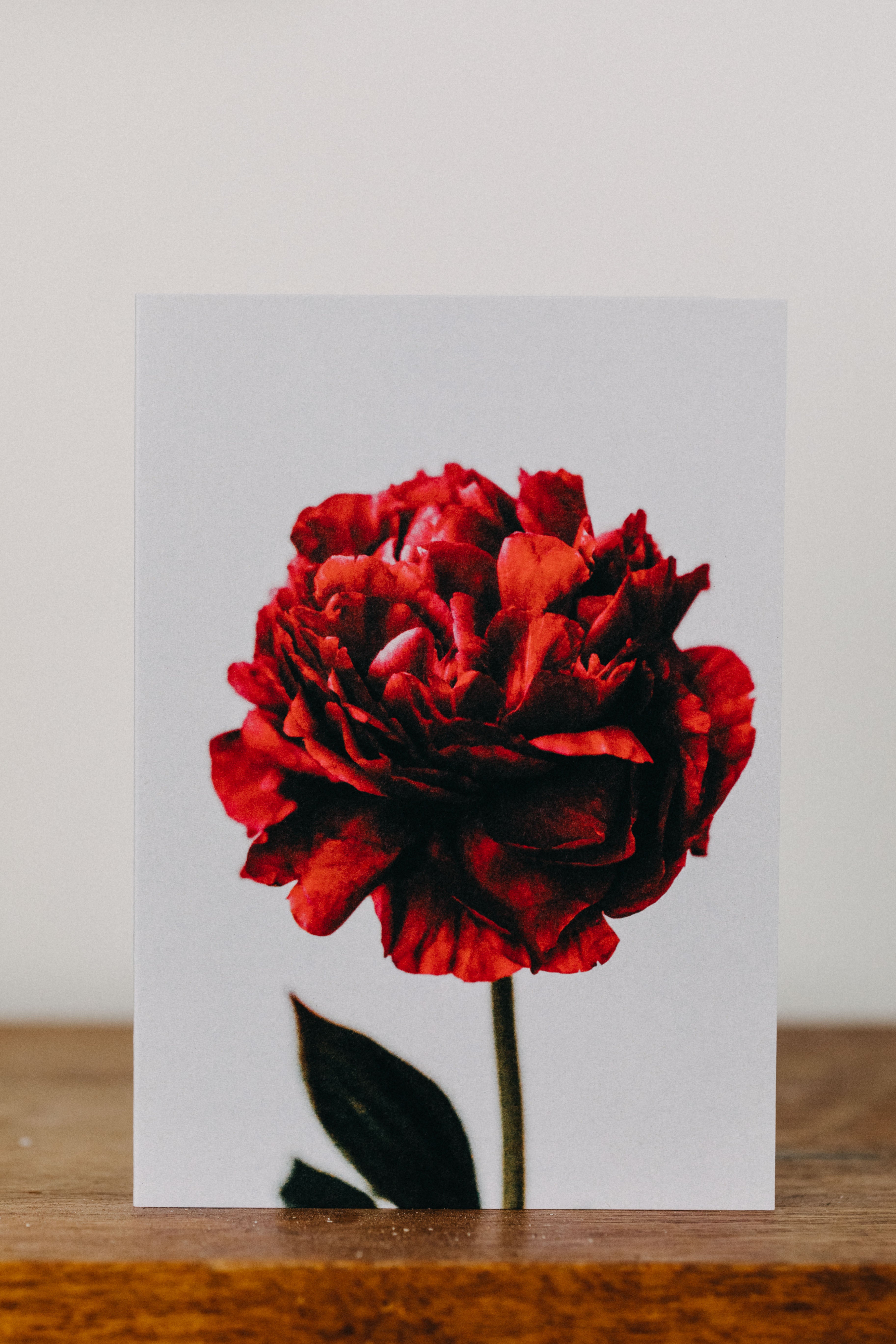 Peony Red Greeting Card - Emily O'Brien